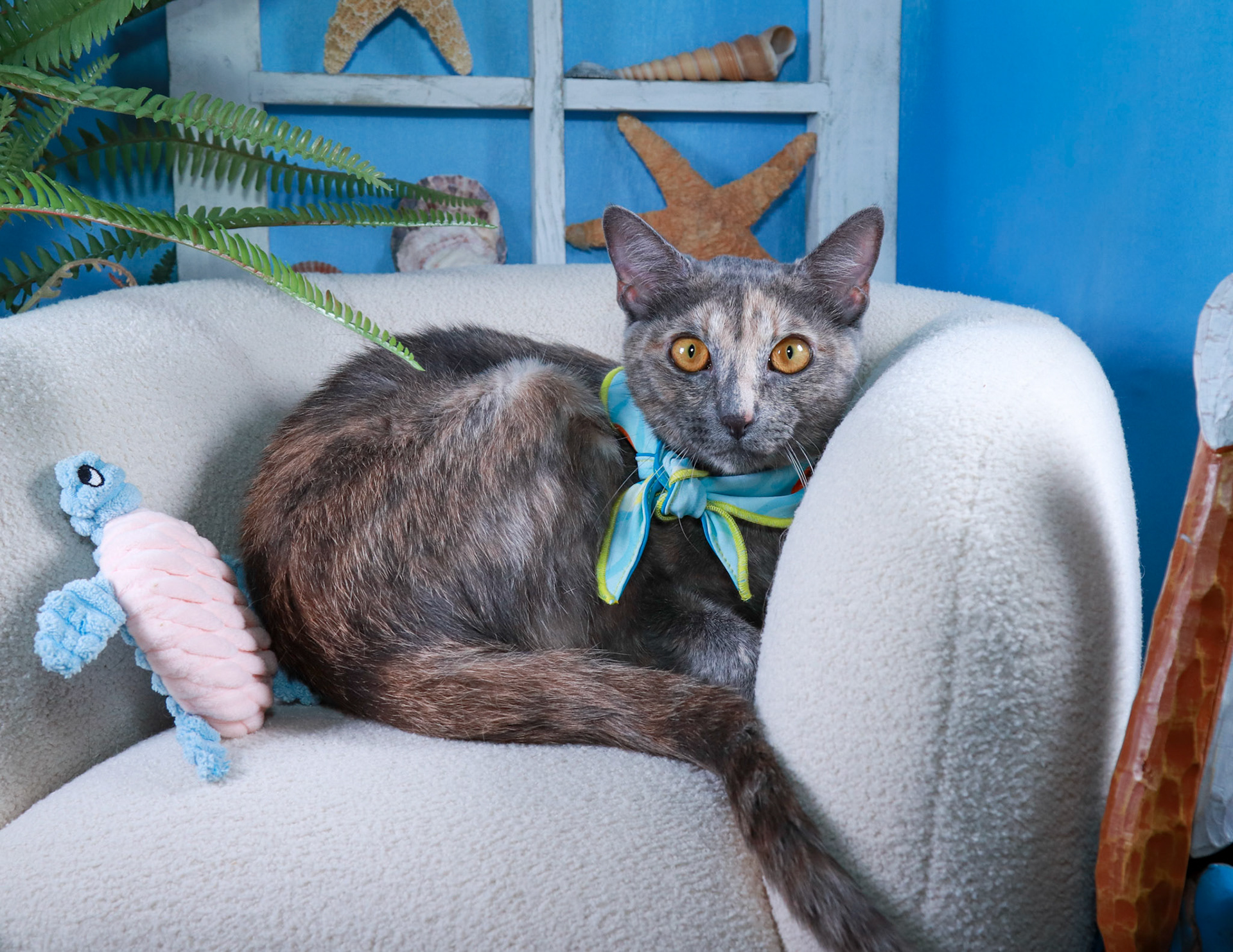 Willow (F-DSH-Dilute Calico)