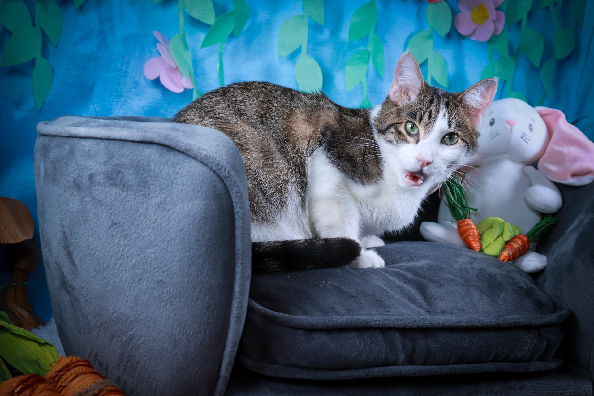 Magnolia (M-DSH-Grey/White/Tabby)