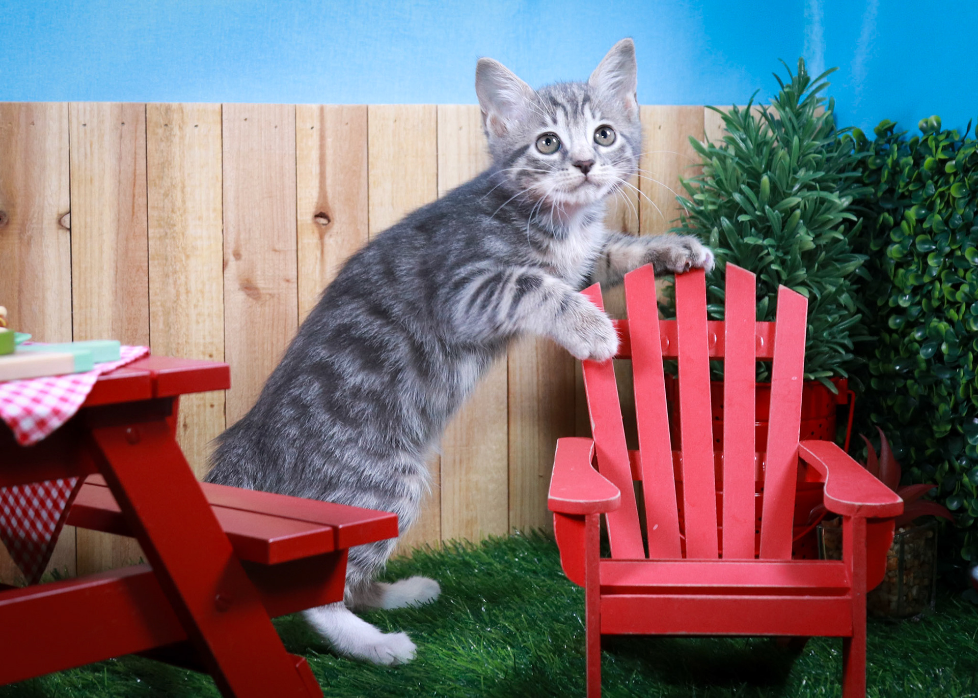 Pansy (F-DSH-Grey/Tabby)