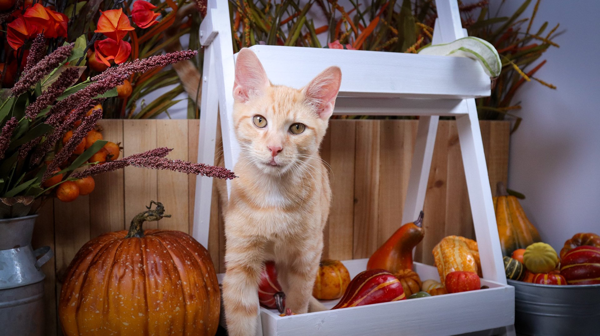 Rusty (M-DSH-Orange/White)