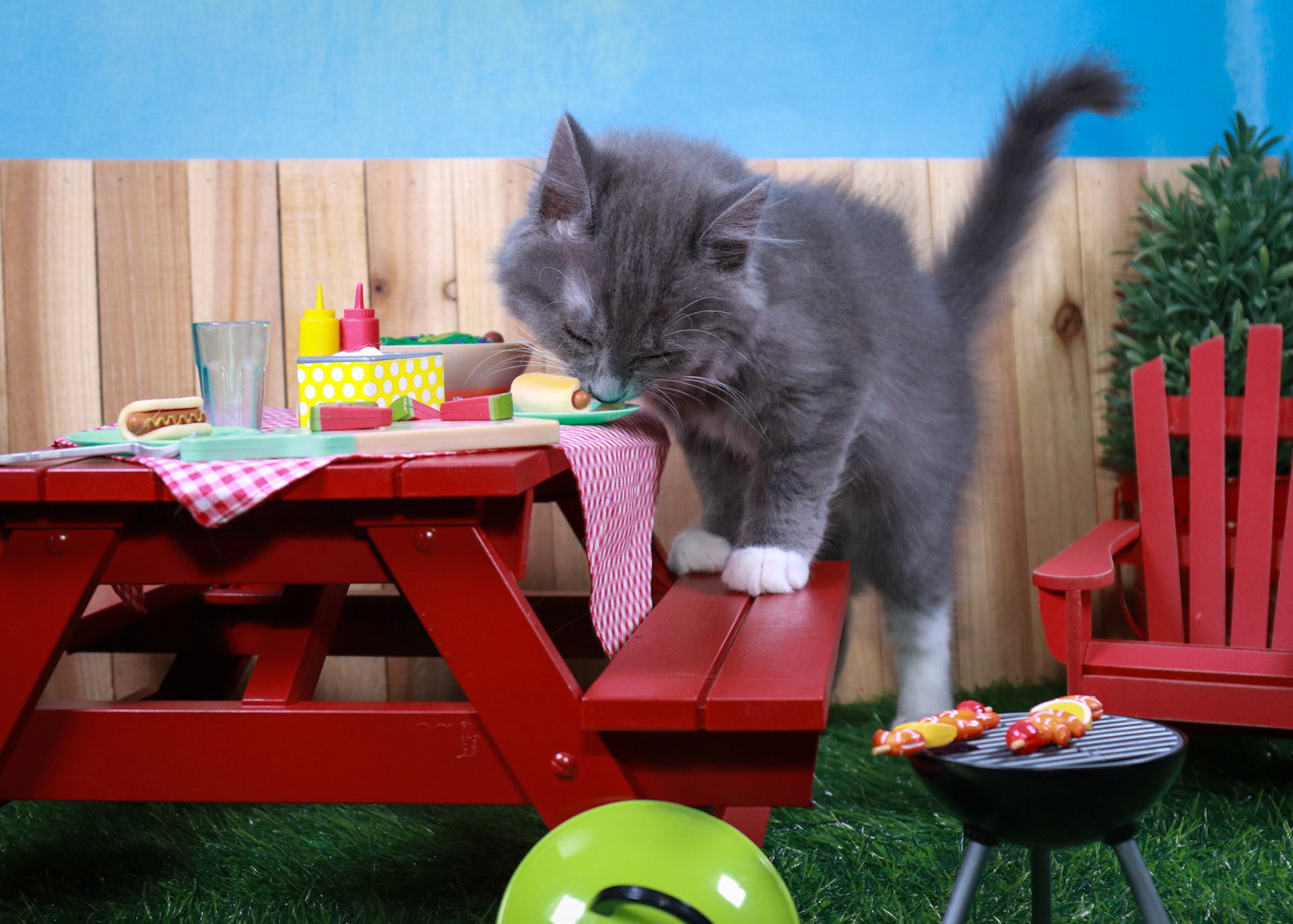 Milo (M-DMH-Grey/White/Tuxie)