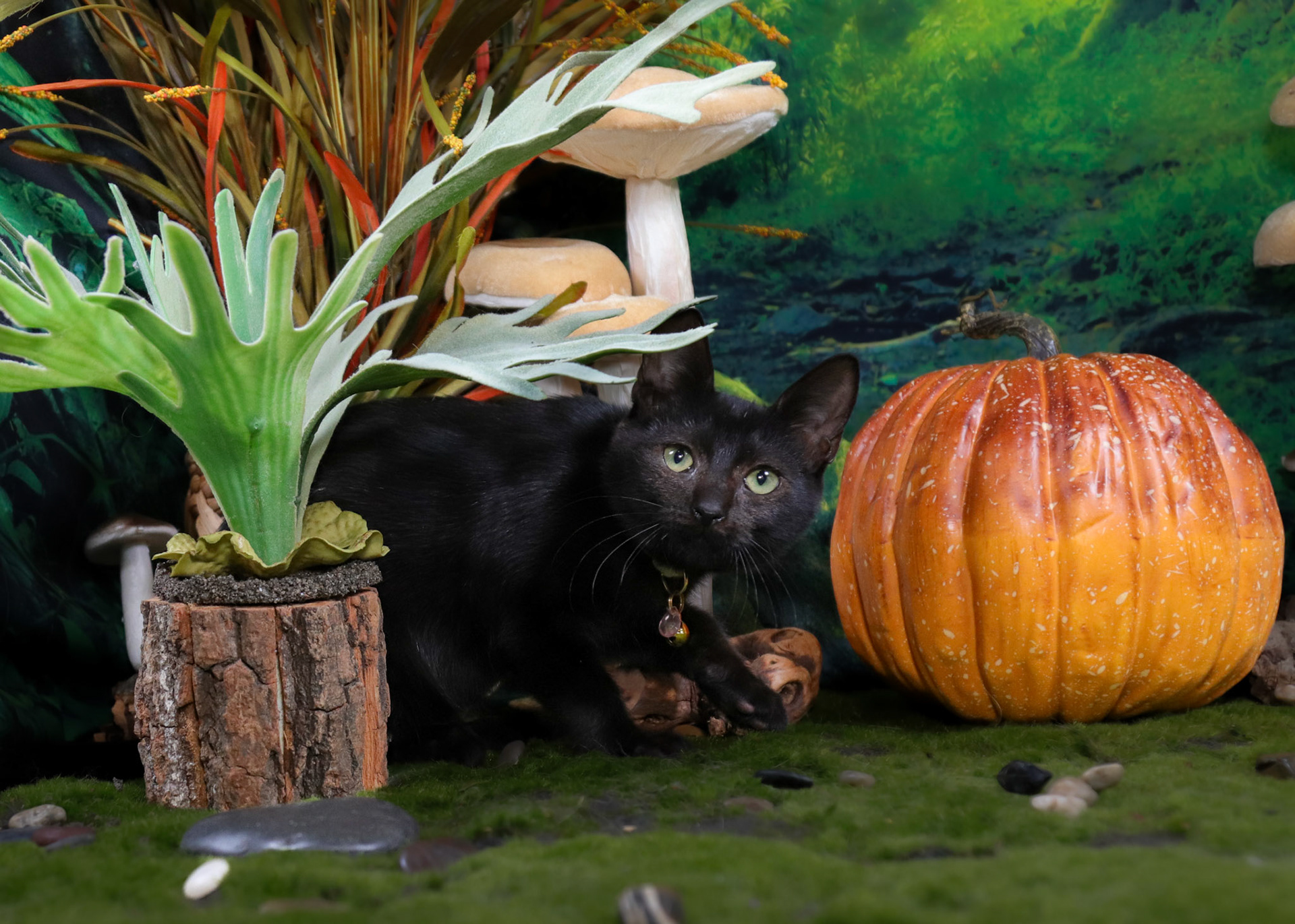 Serpentine (F-DSH-Black)