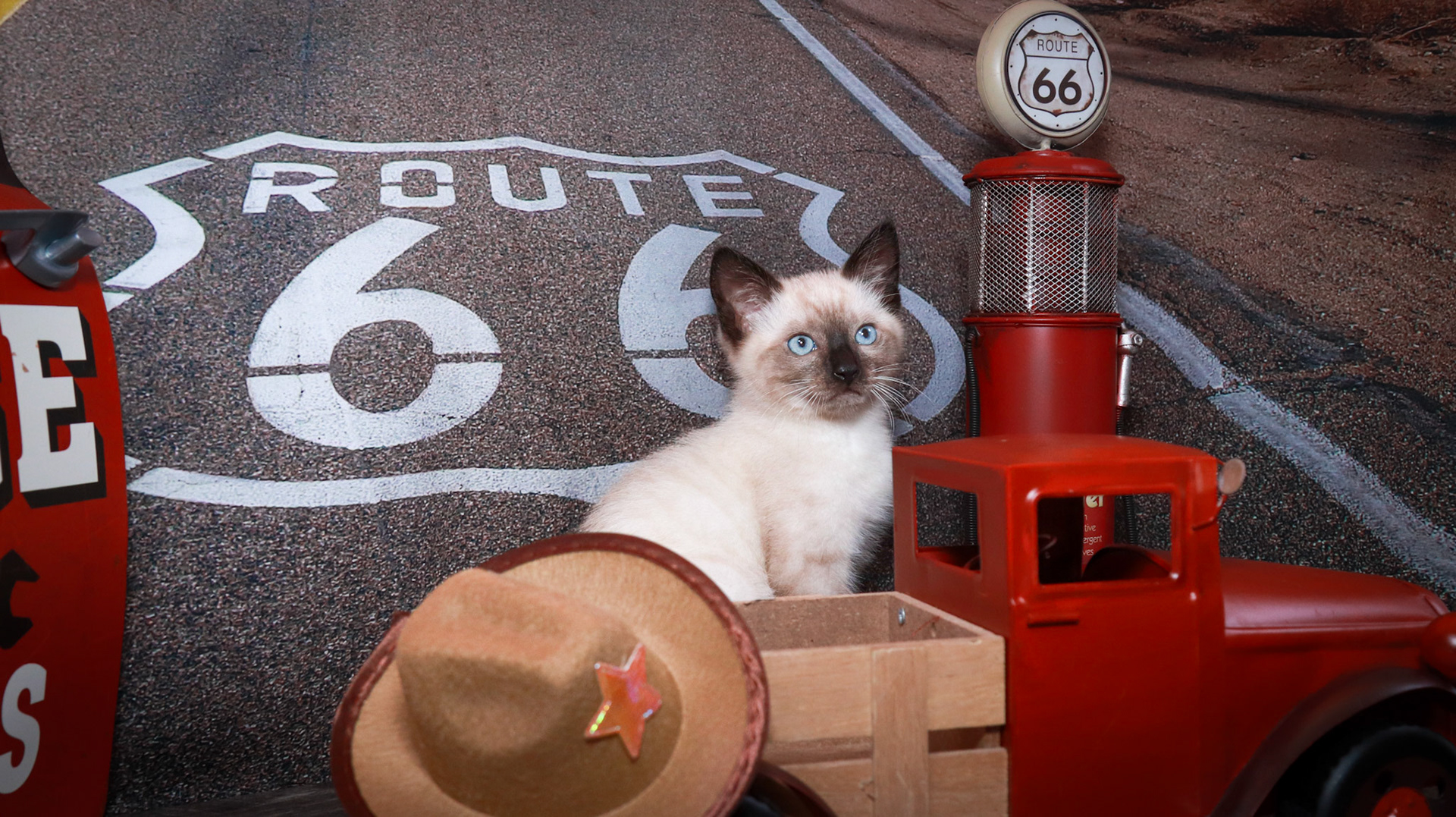 Bolt (M-DSH-Seal Point Siamese)