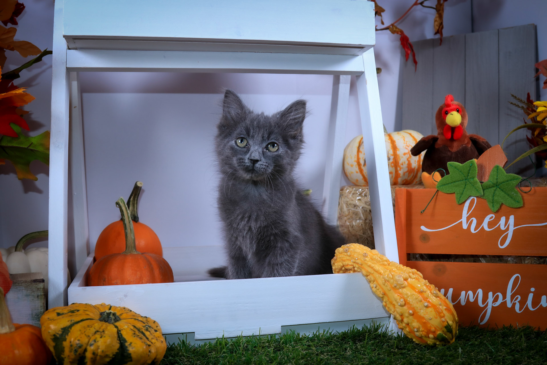 Pepper (M-DLH-Russian Blue)