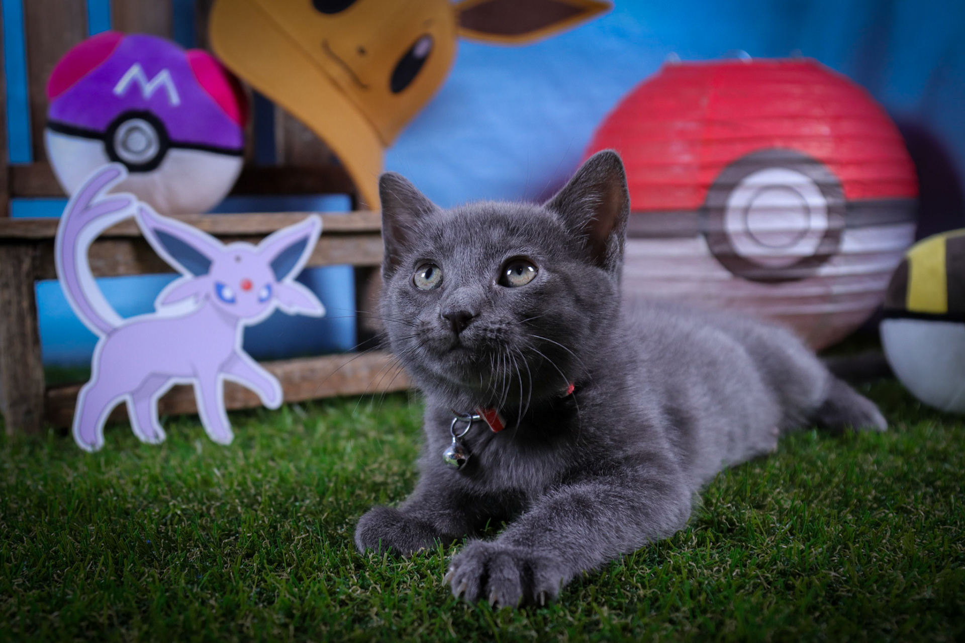 Espeon (F-DSH-Black)