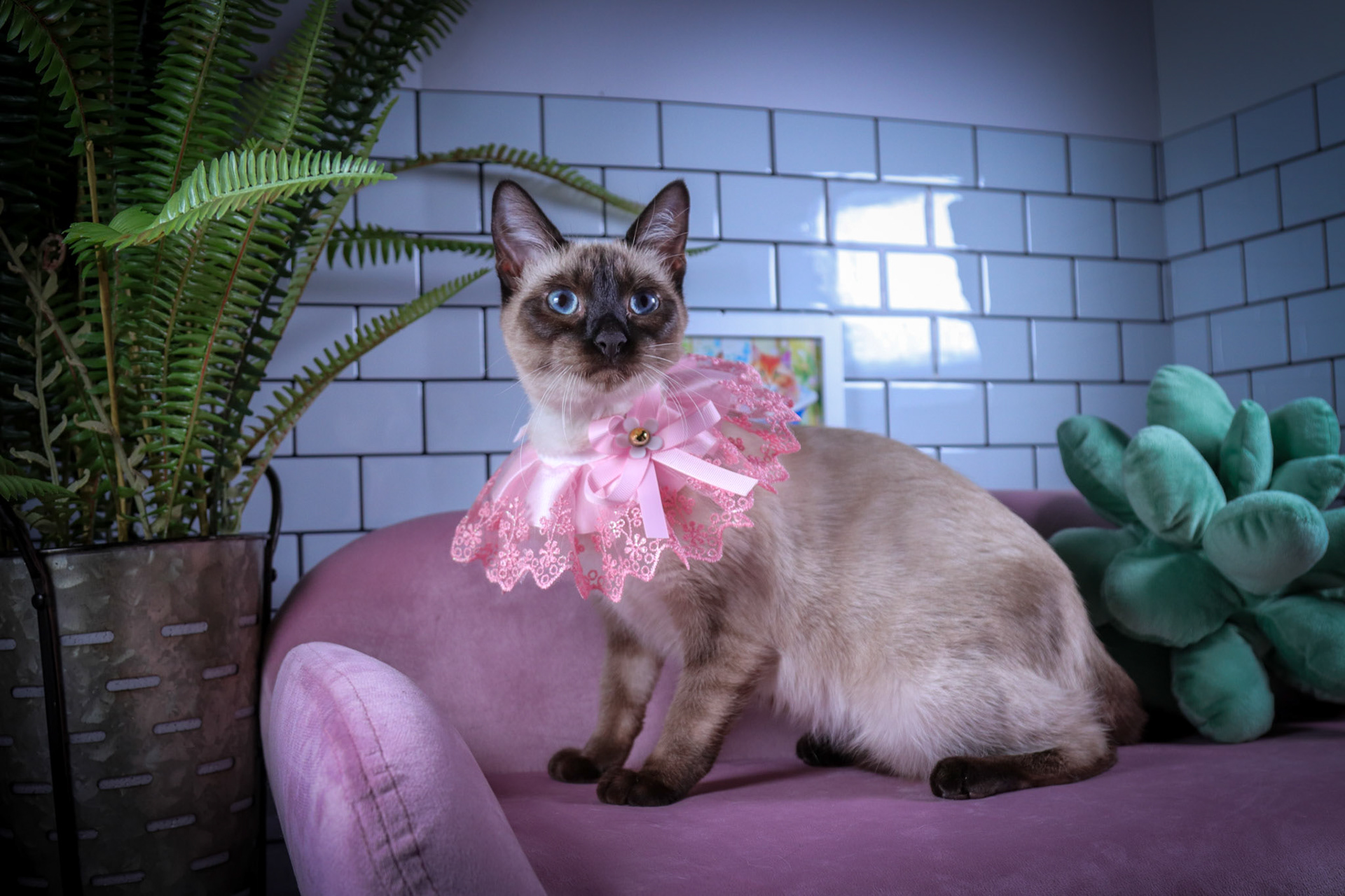 Lenore (F-DSH-Seal Point Siamese)