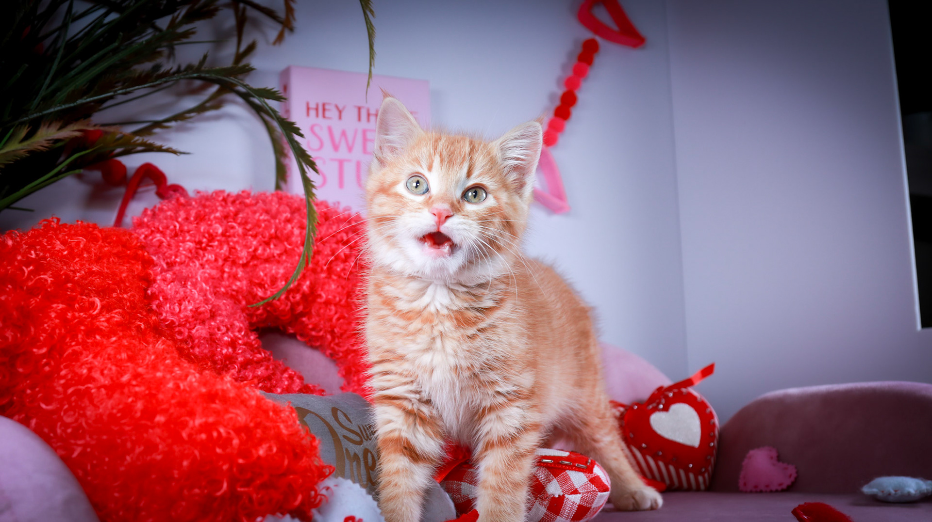 Squishy (M-DSH-Ginger)