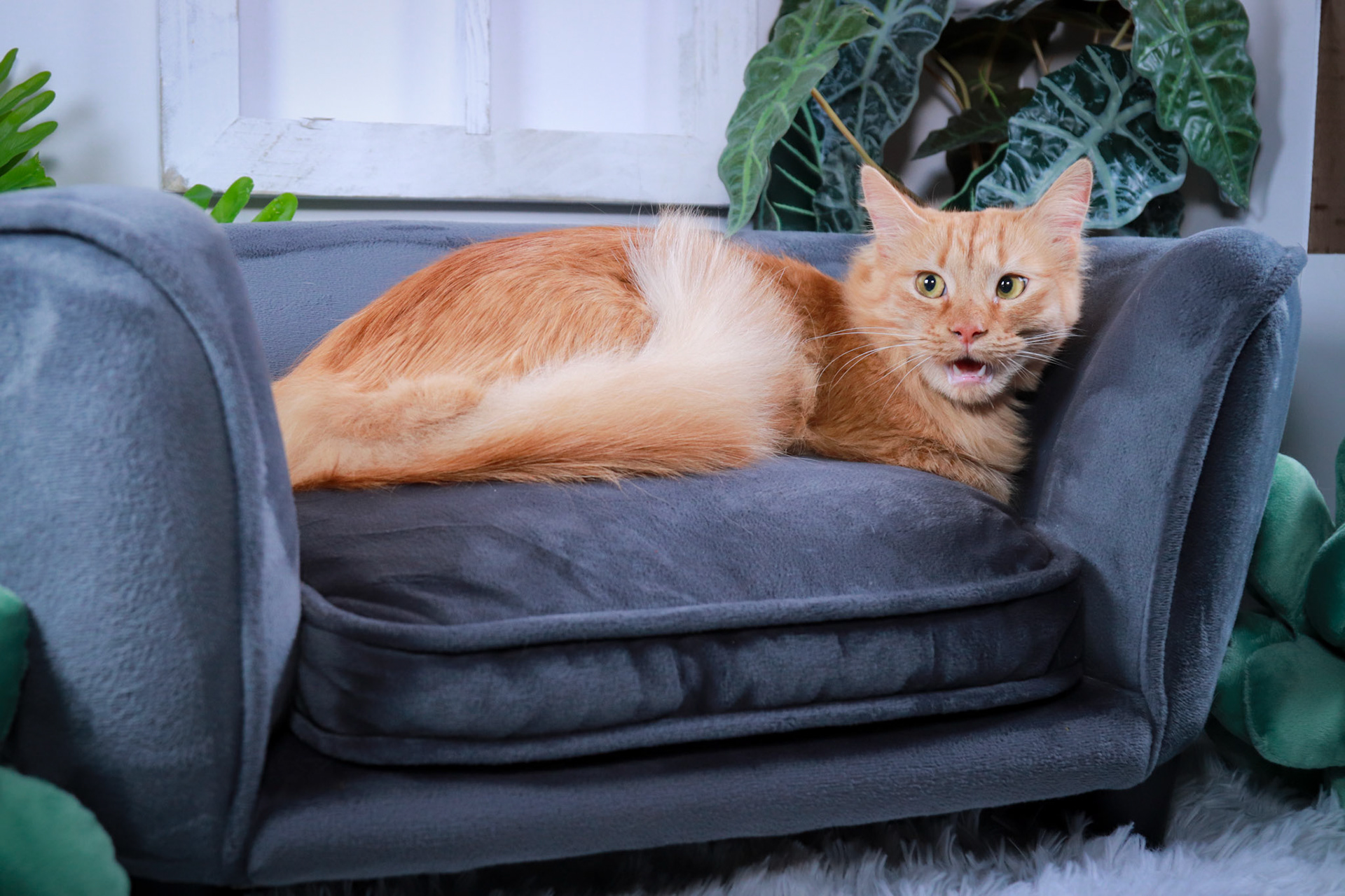 Mango (M-DLH-Ginger/Tabby)