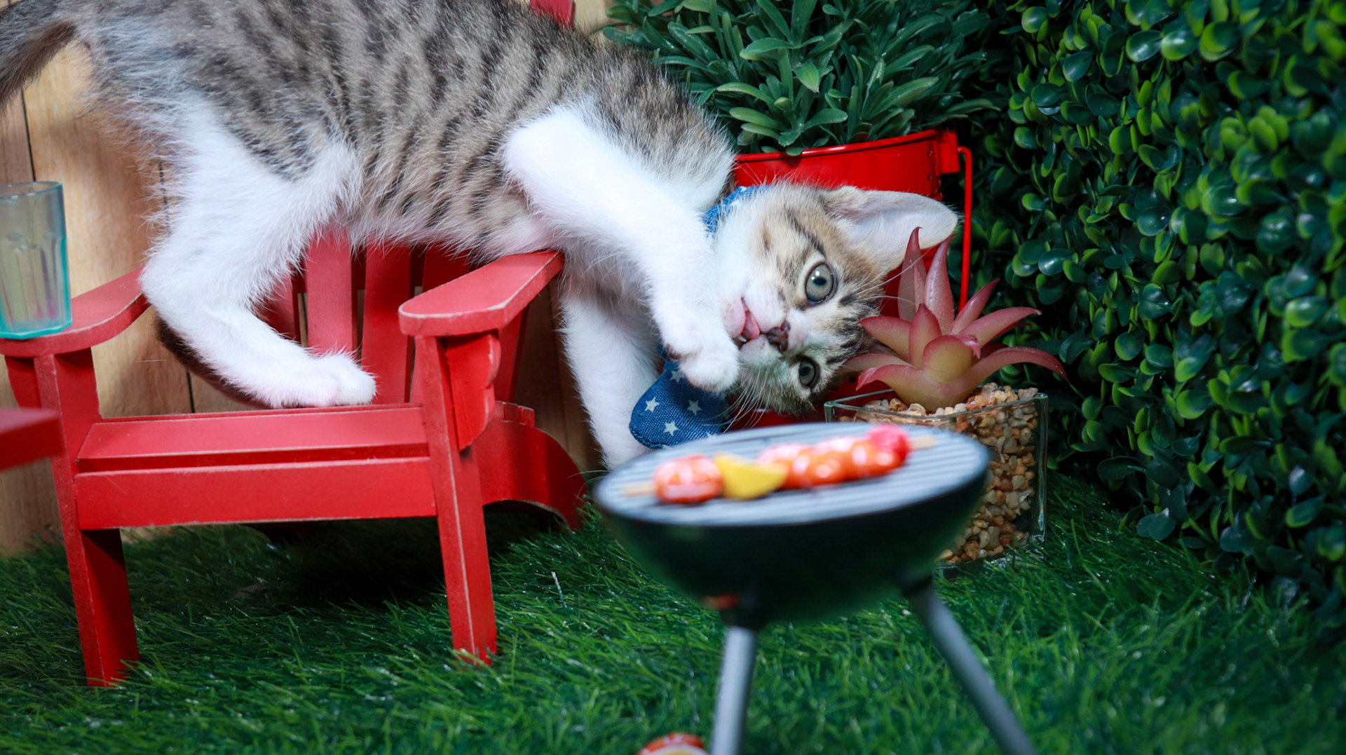 Eragon (M-DSH-Tabby/White)