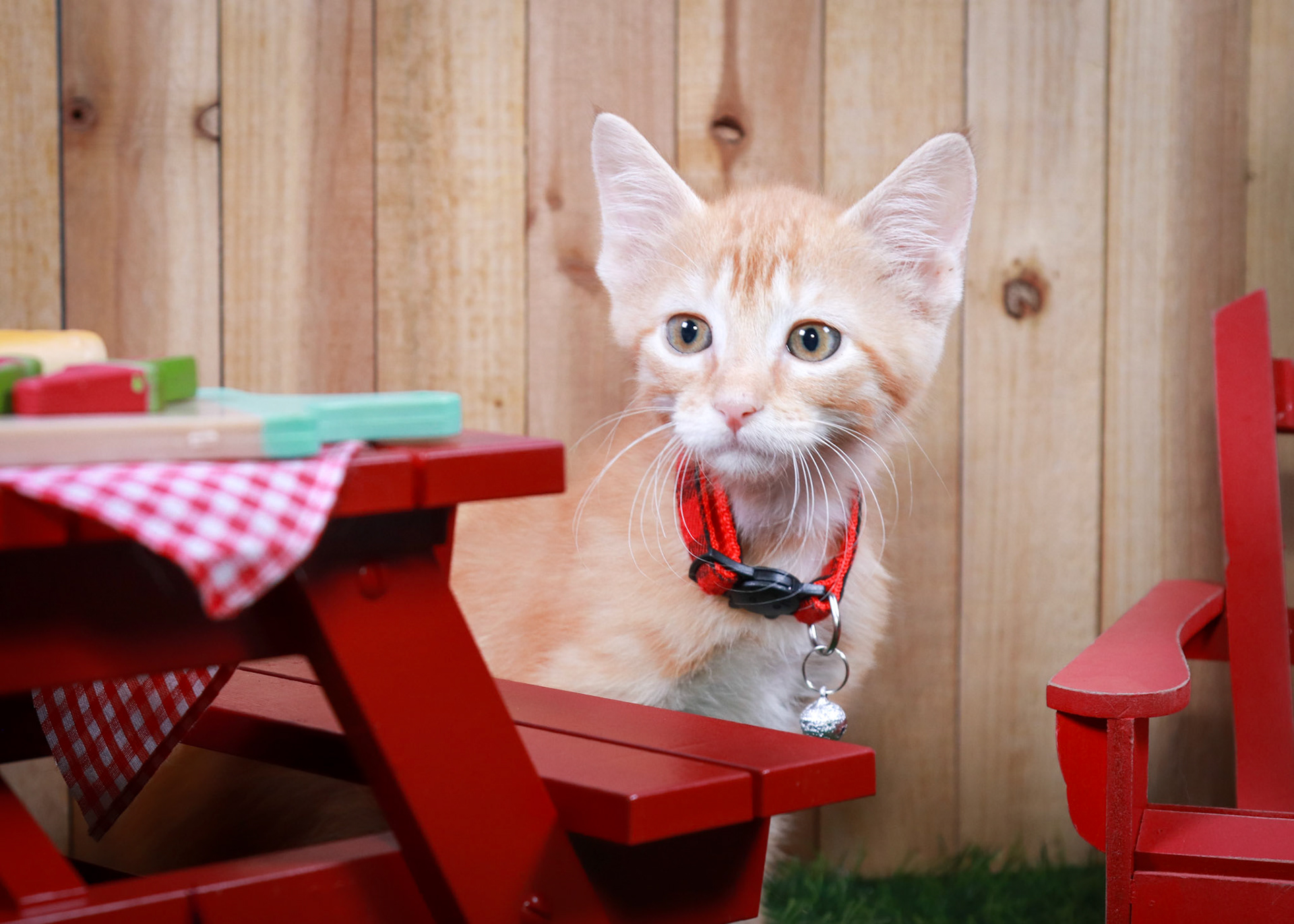Chilli (M-DSH-Ginger)