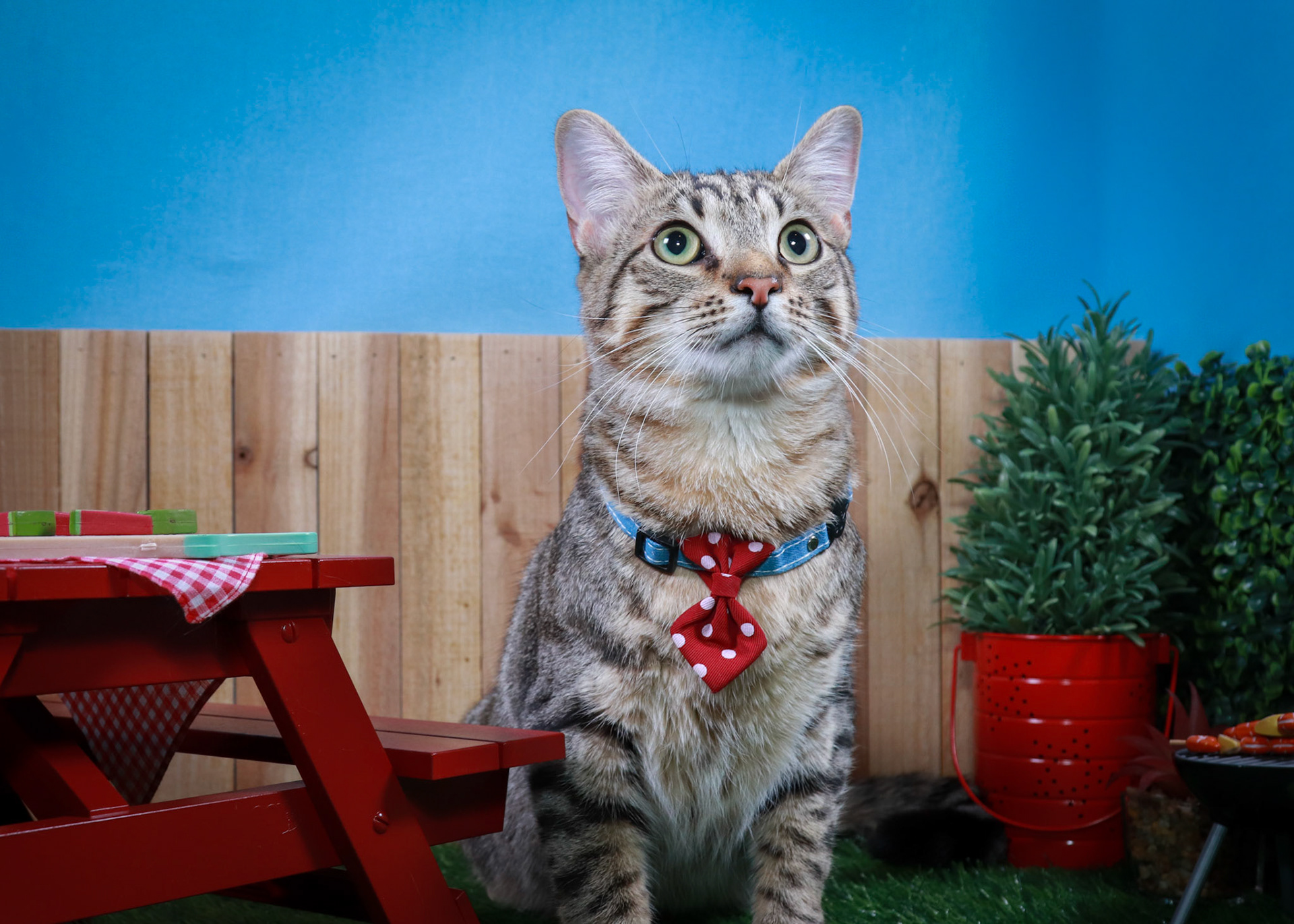 Henry (M-DSH-Tabby)