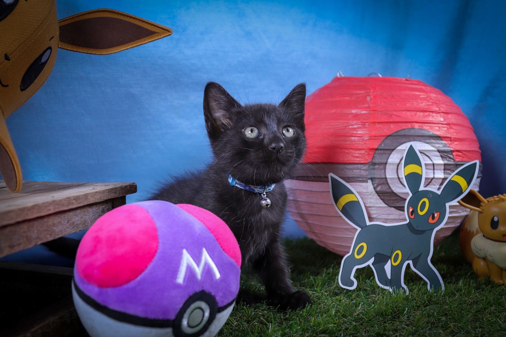 Umbreon (M-DSH-Black)
