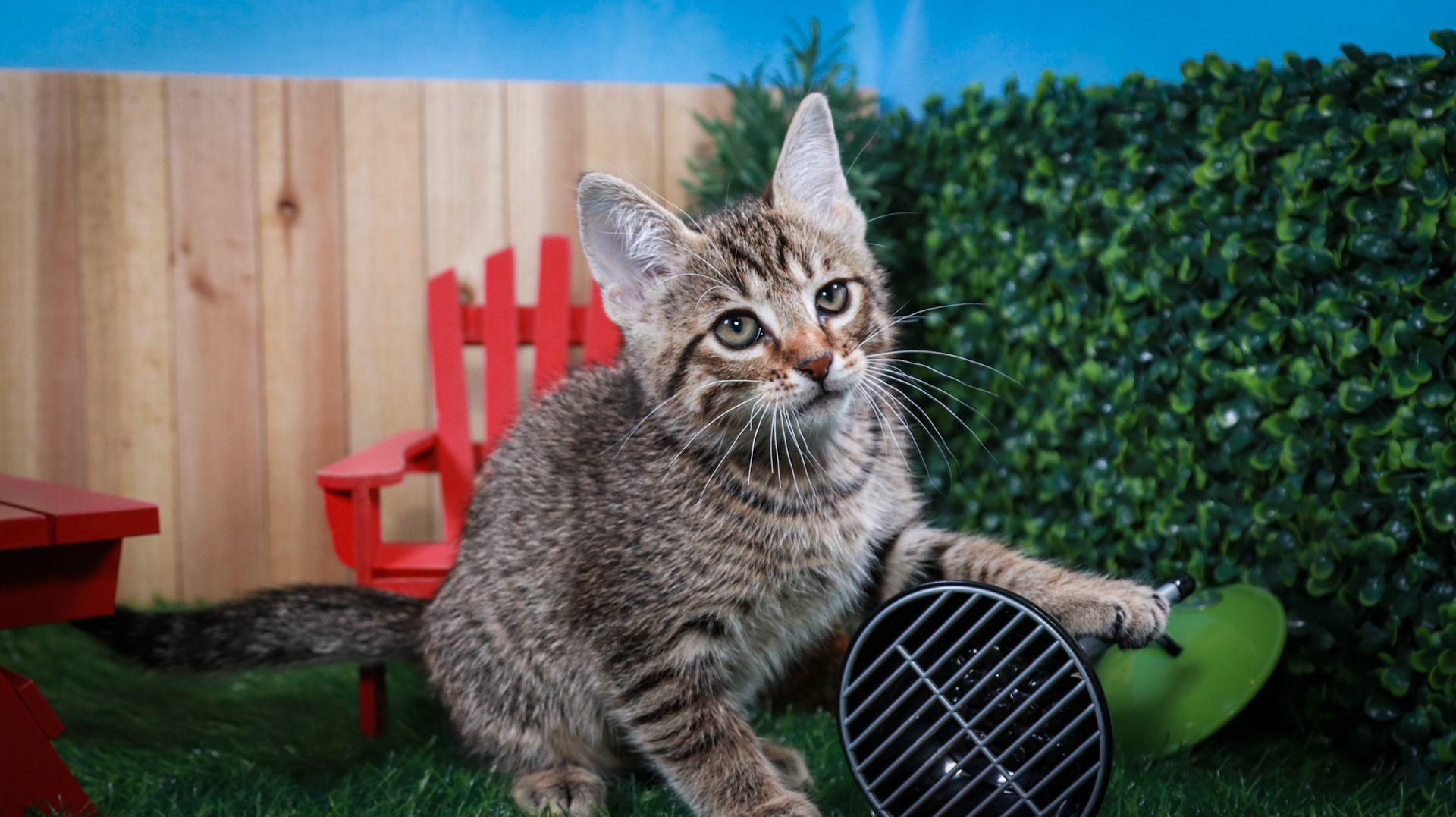 Bosky (M-DSH-Brown/Tabby)