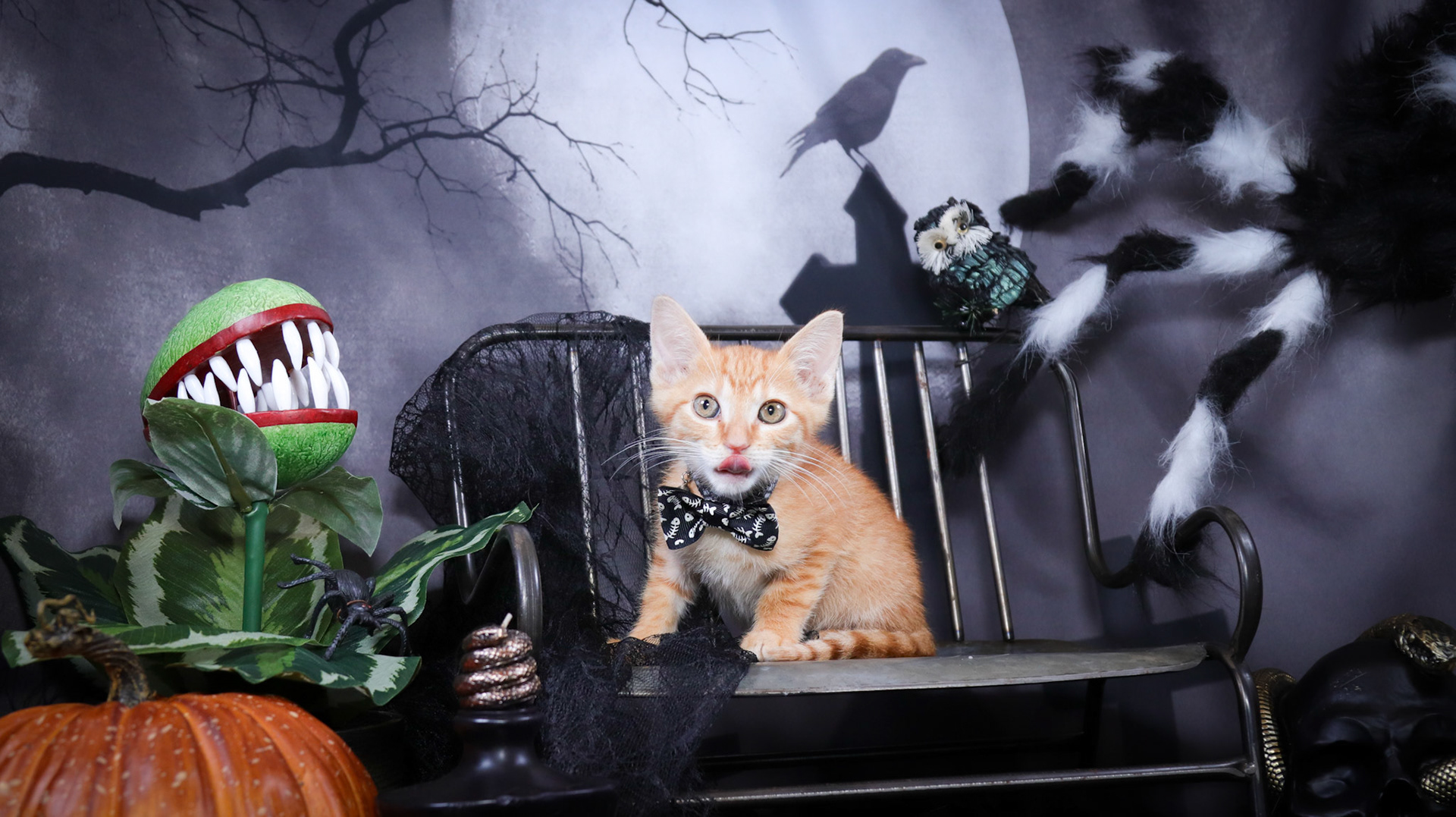 Arlo (M-DSH-Ginger)