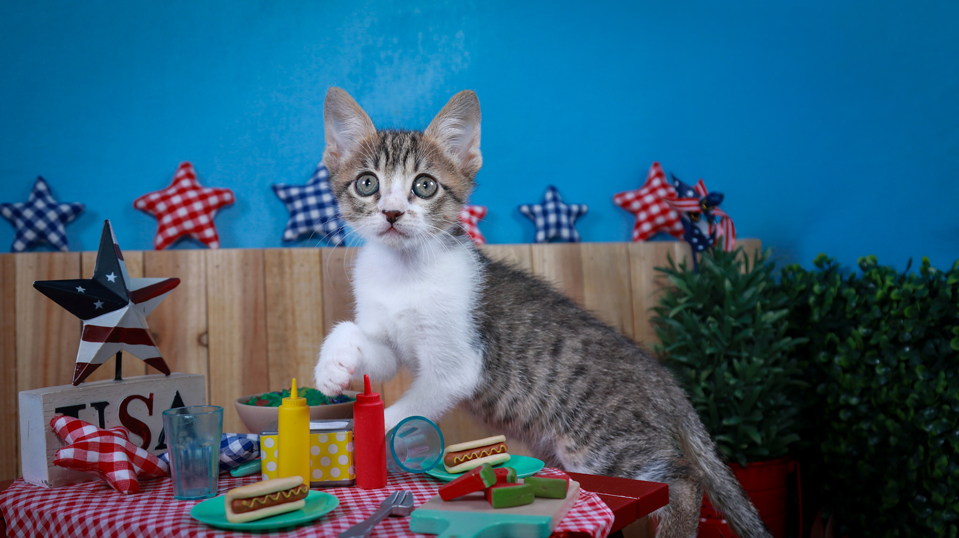 Eragon (M-DSH-Tabby/White)