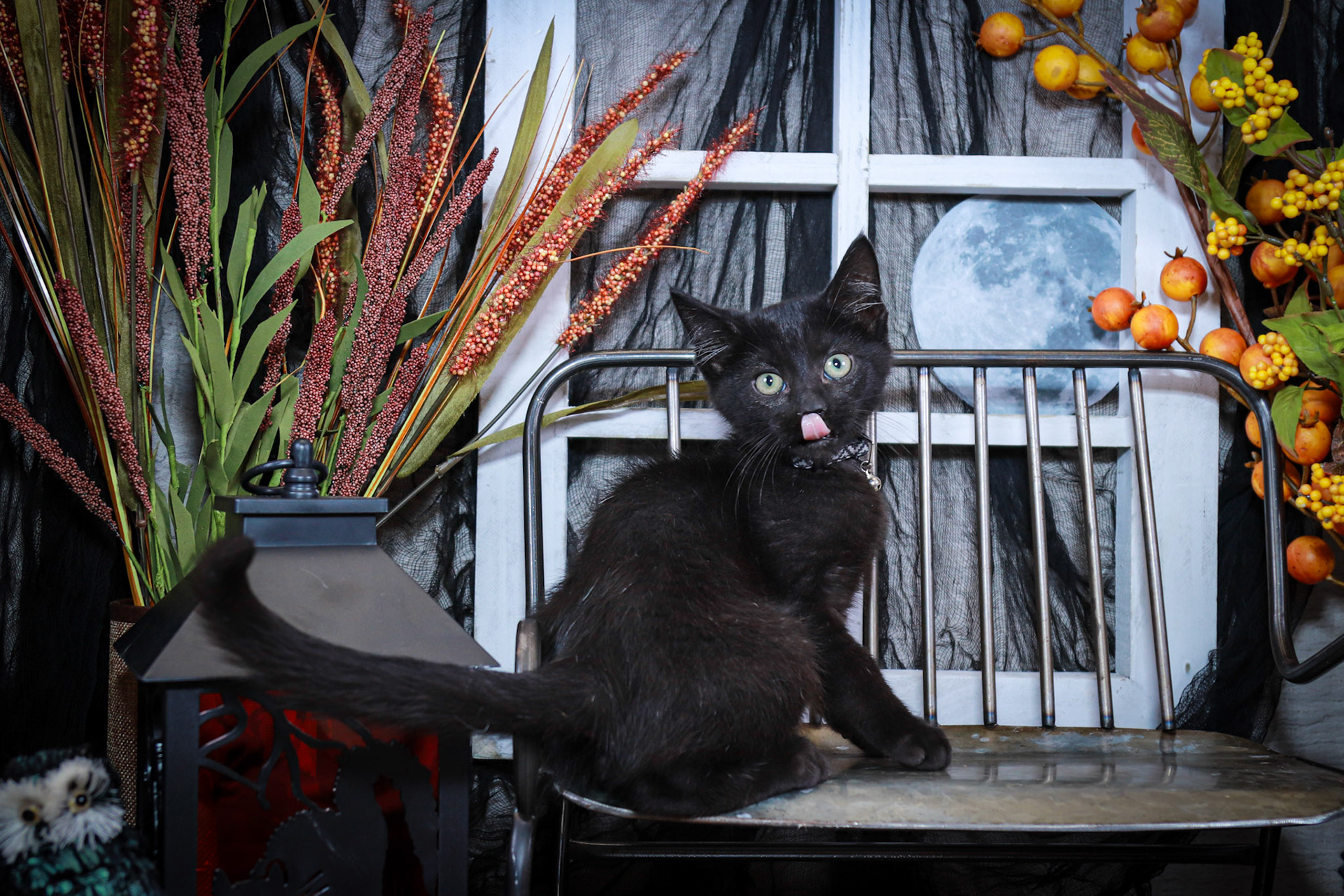 Gus Gus (M-DMH-Black)