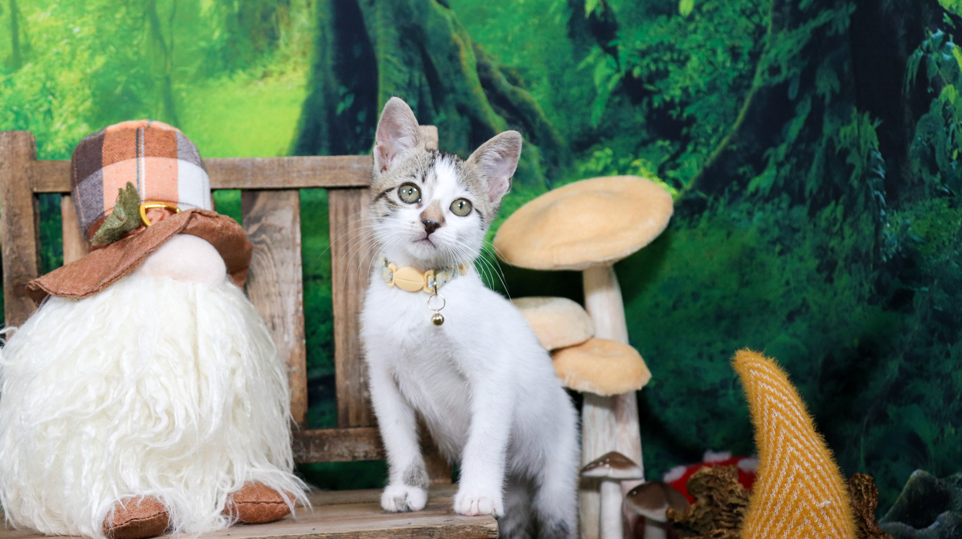 Clover (F-DSH-Tabby/White)