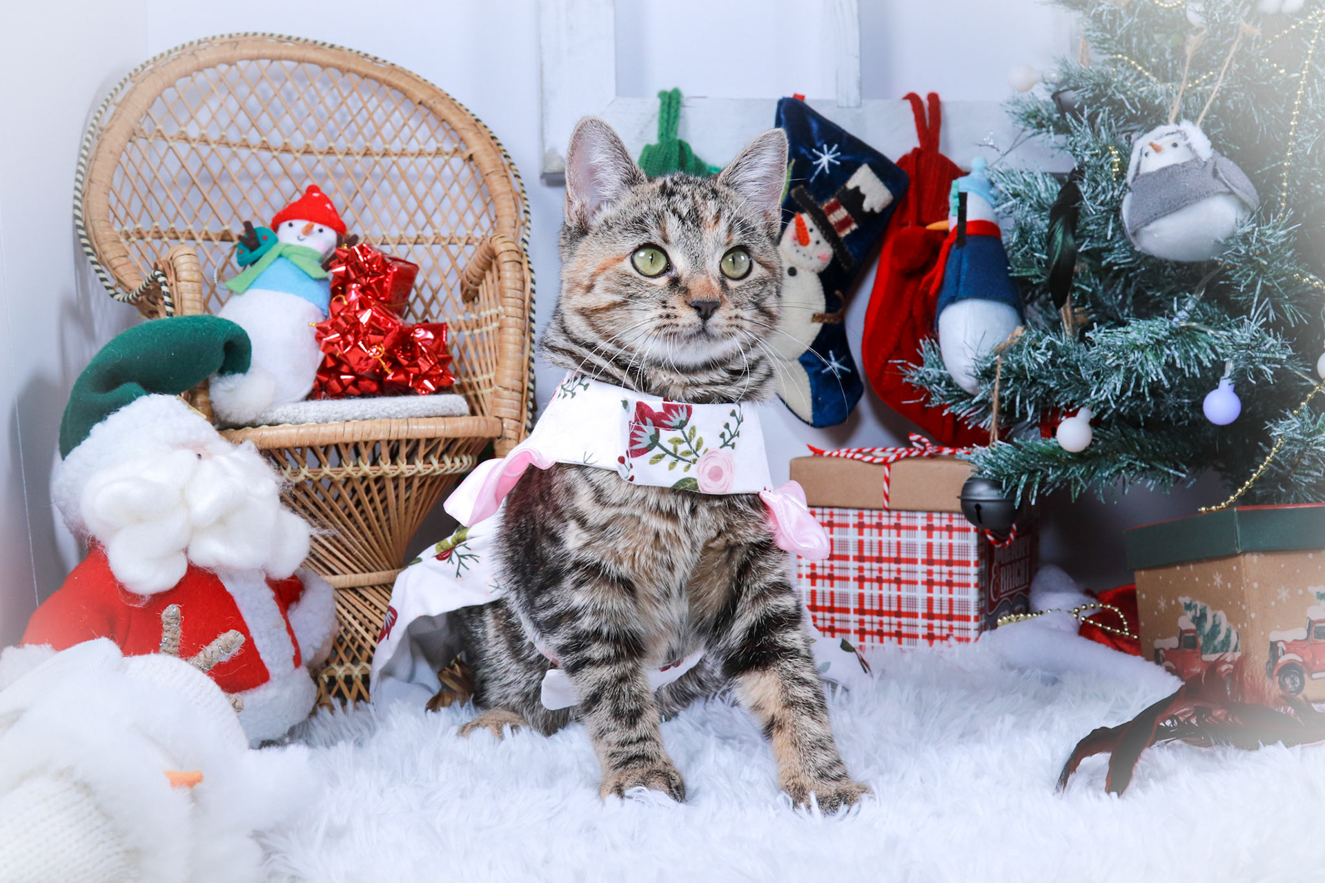 Jillybelle (F-DSH-Tabby)
