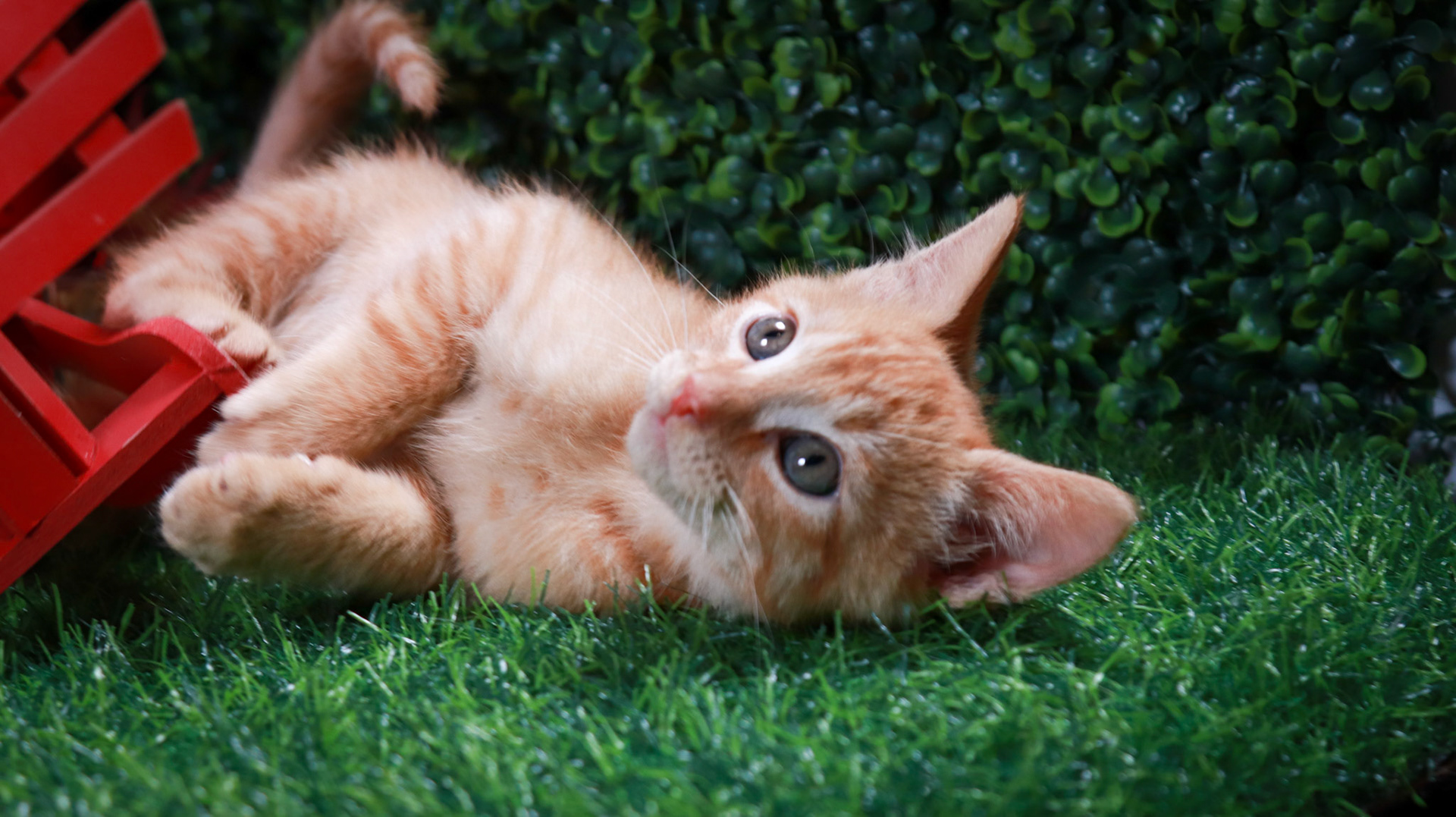 Gus Gus (M-DSH-Ginger)