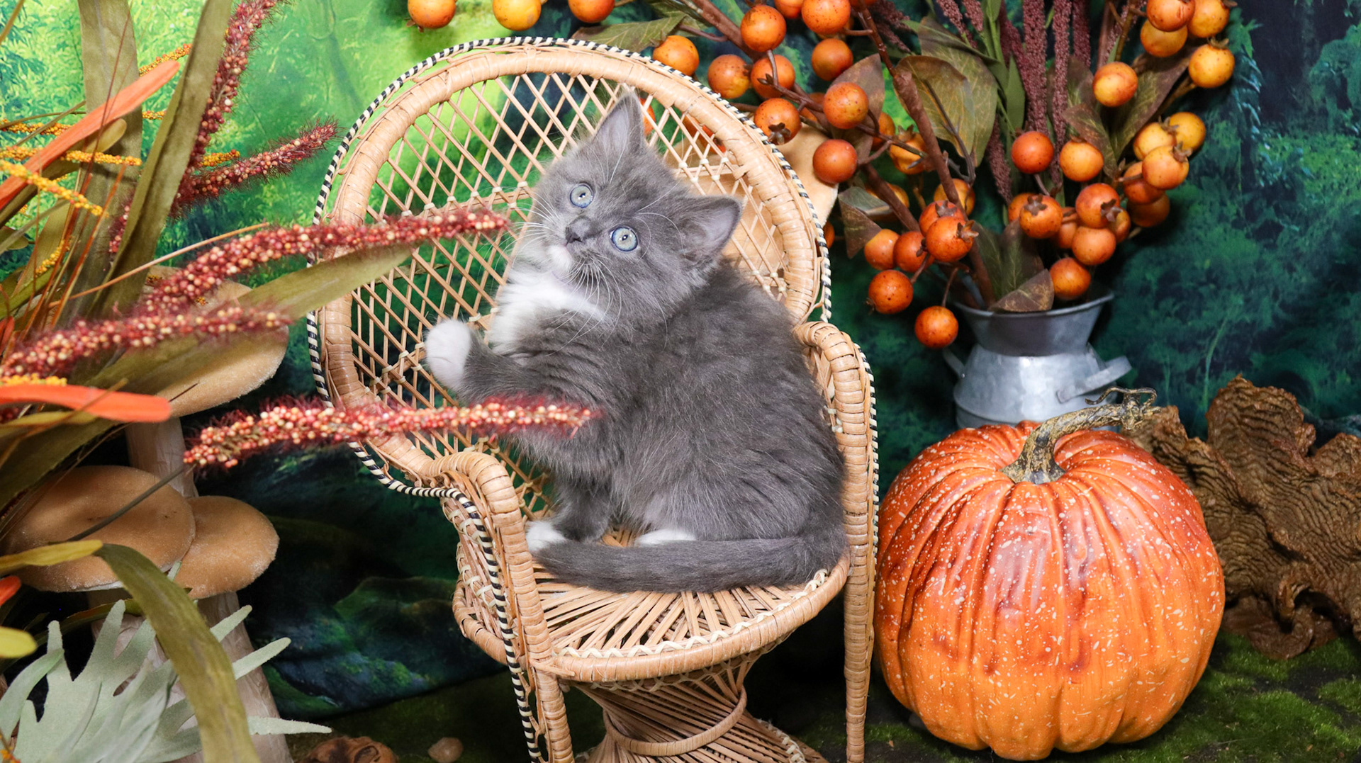 Oakley (F-DLH-Gray/White/Tuxie)