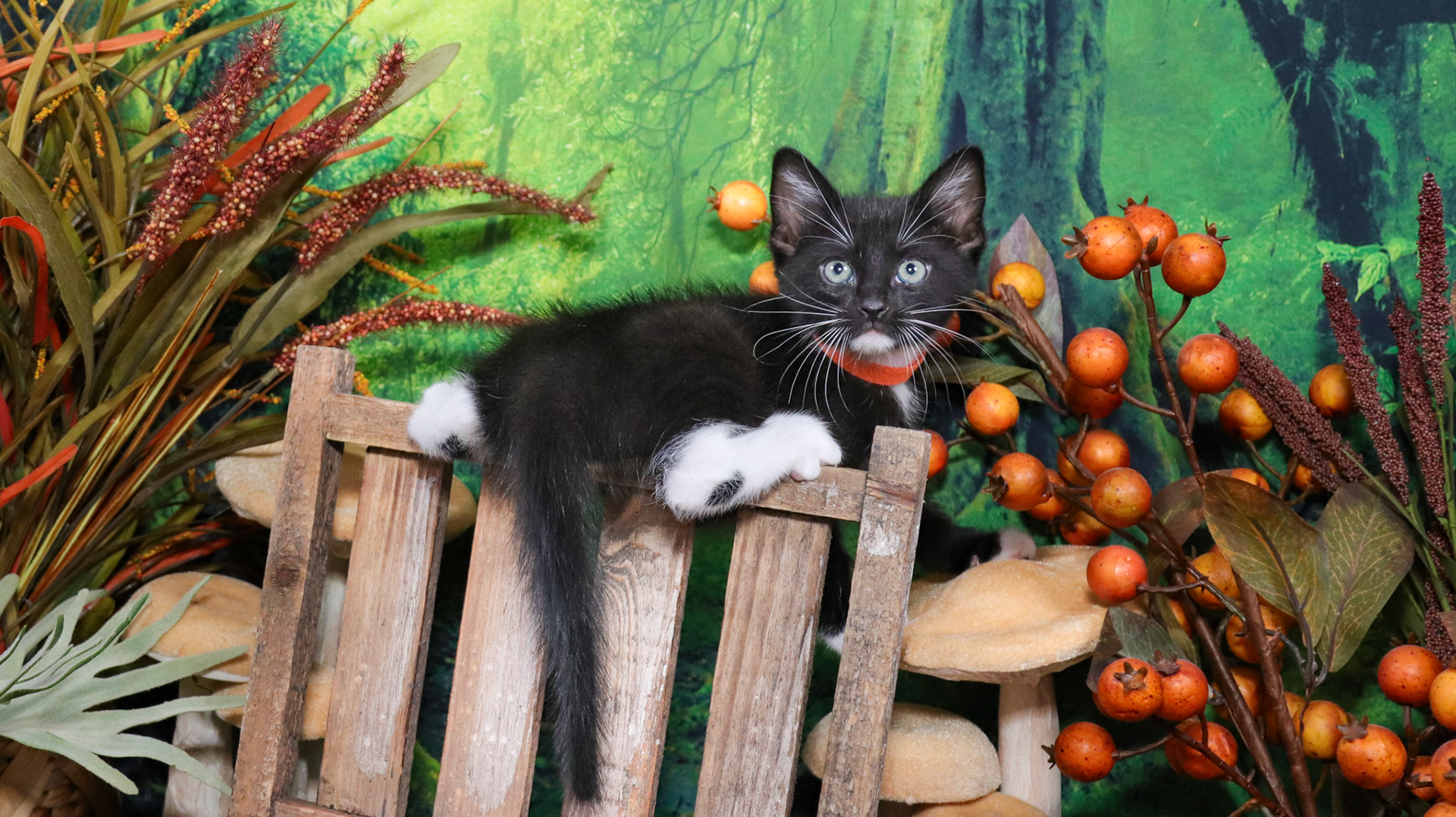 Ash (M-DSH-Black/White/Tuxie)