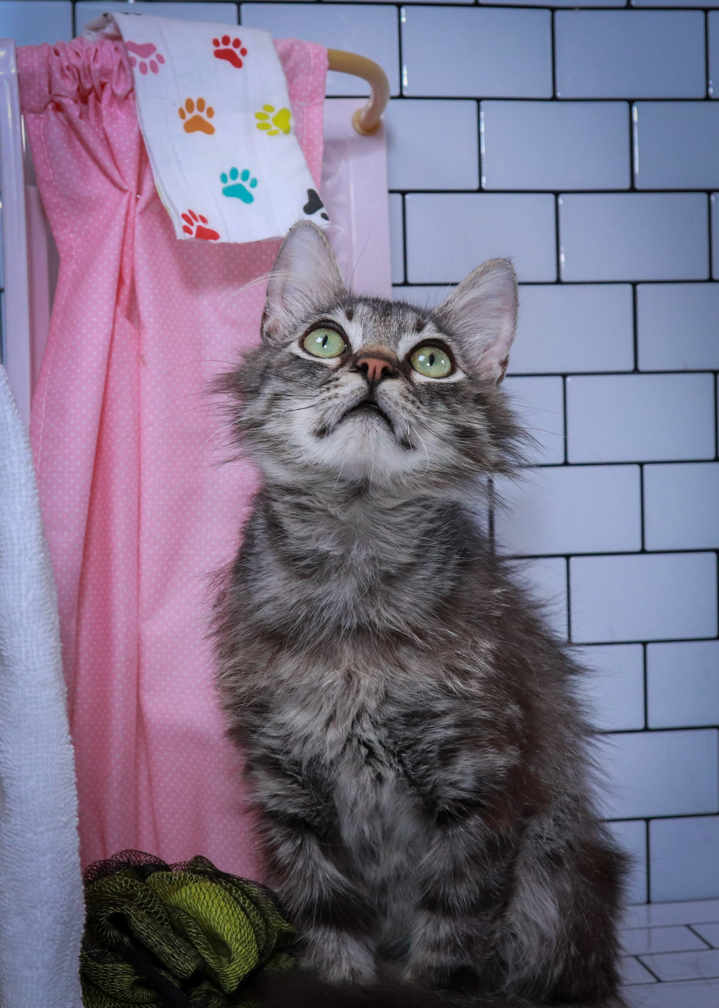 Bucky (M-DMH-Tabby)