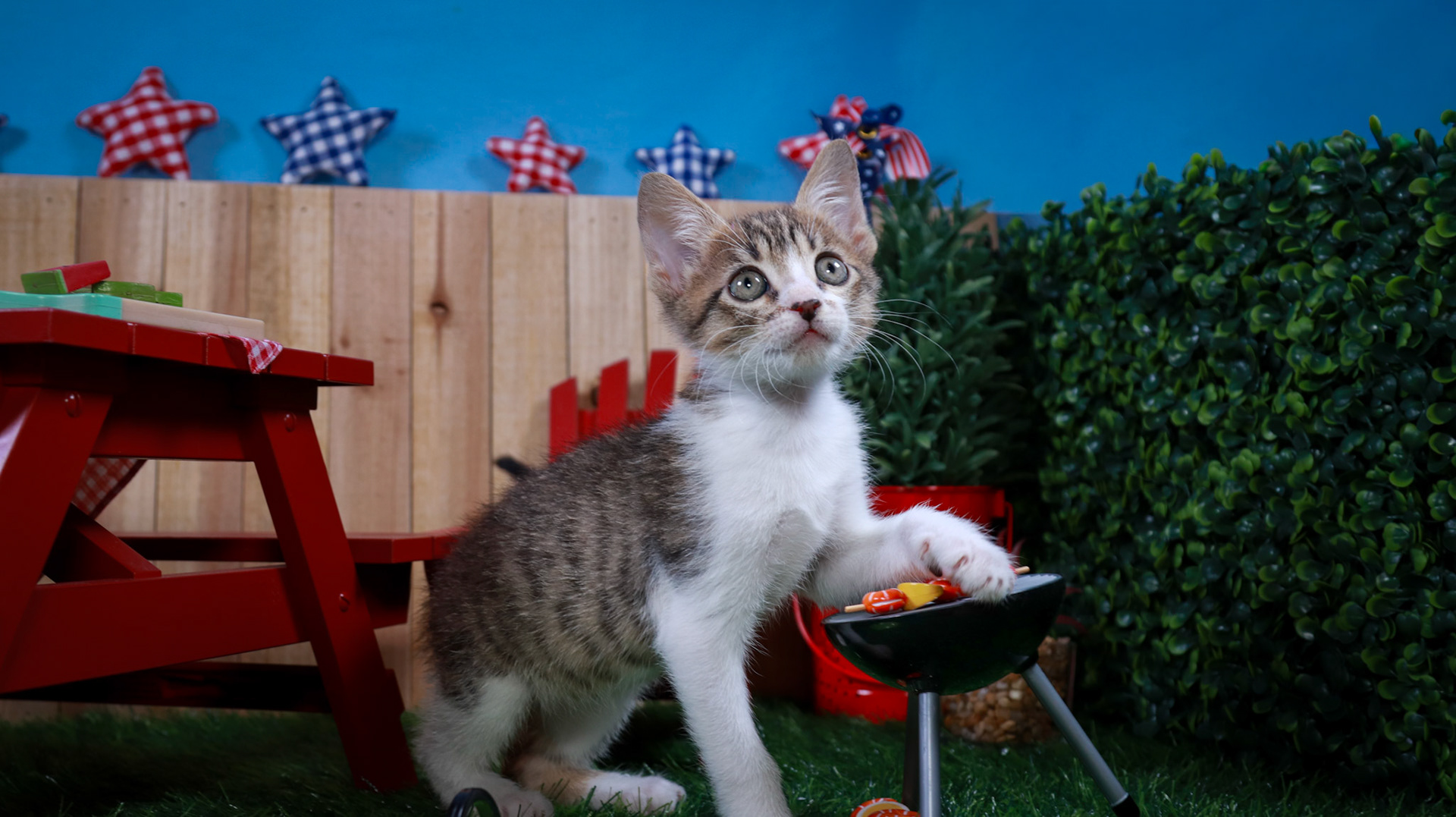 Eragon (M-DSH-Tabby/White)