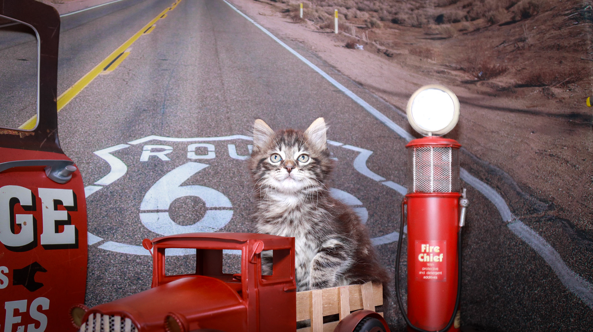 Finn (M-DLH-Brown Tabby)
