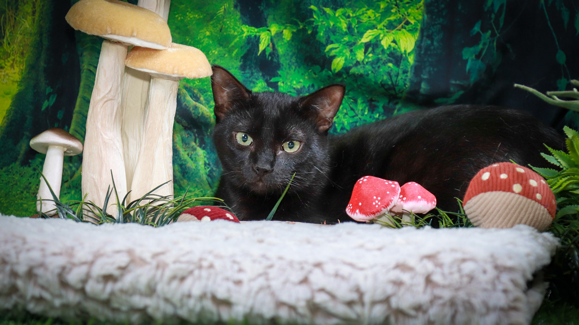 Binx (M-DSH-Black)