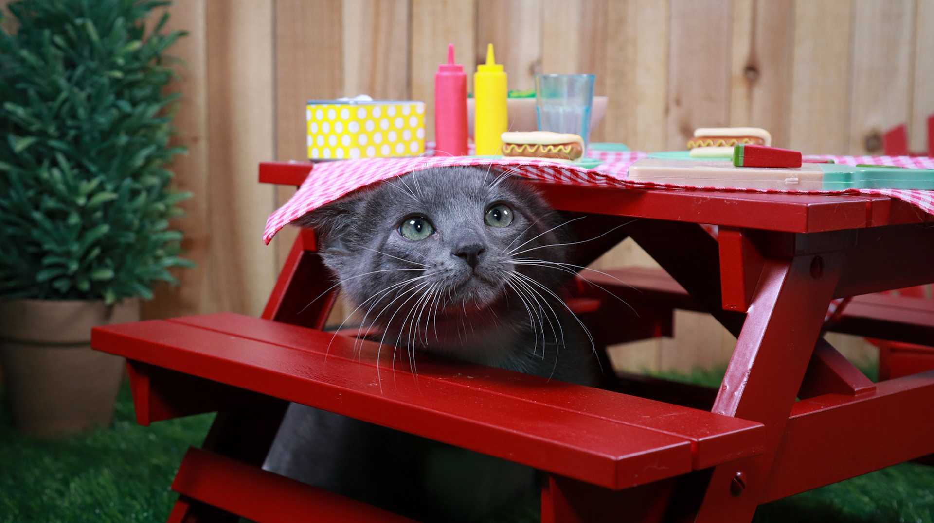 Hematite (F-DSH-Grey/White/Tuxie)
