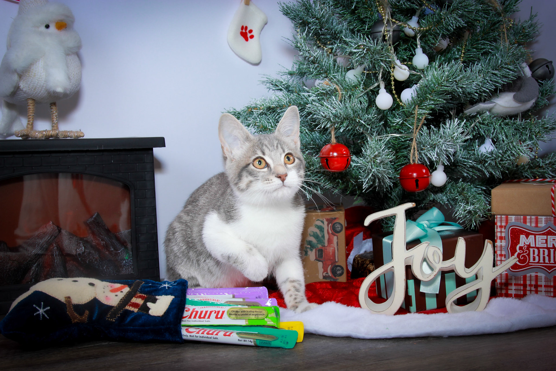 Taylor (F-DSH-Tabby/White Tuxie)