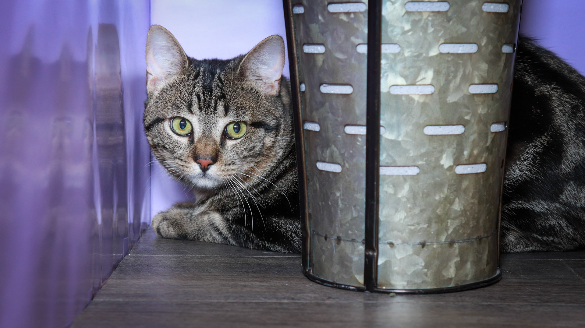 Max (M-DSH-Bullseye Tabby)