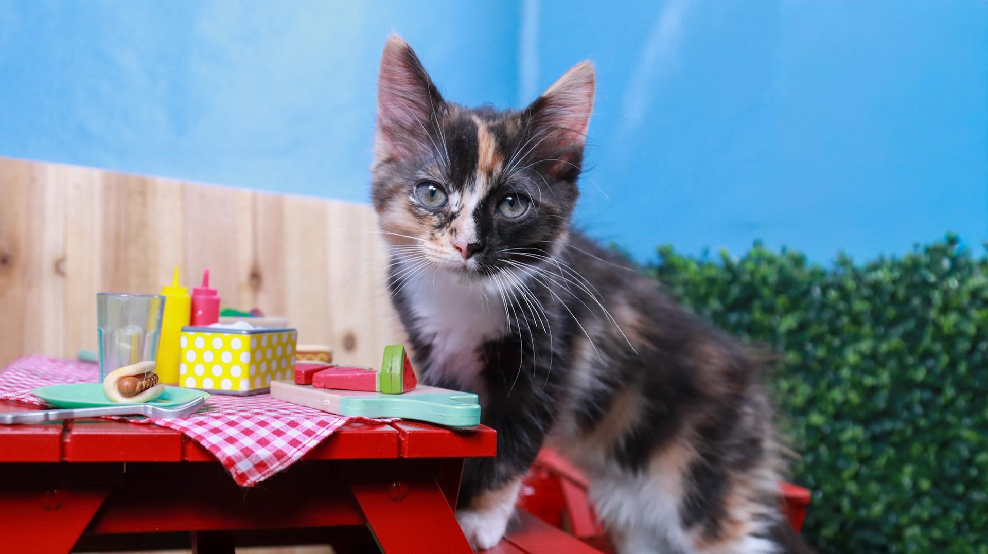 Snickers (F-DMH-Dilute/Calico)