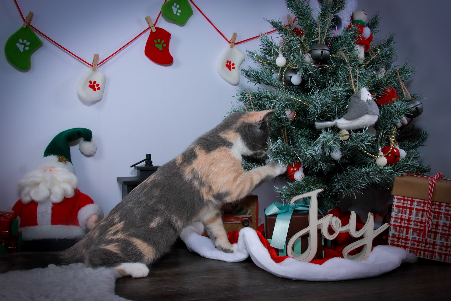 Lulu (F-DSH-Dilute/Calico)