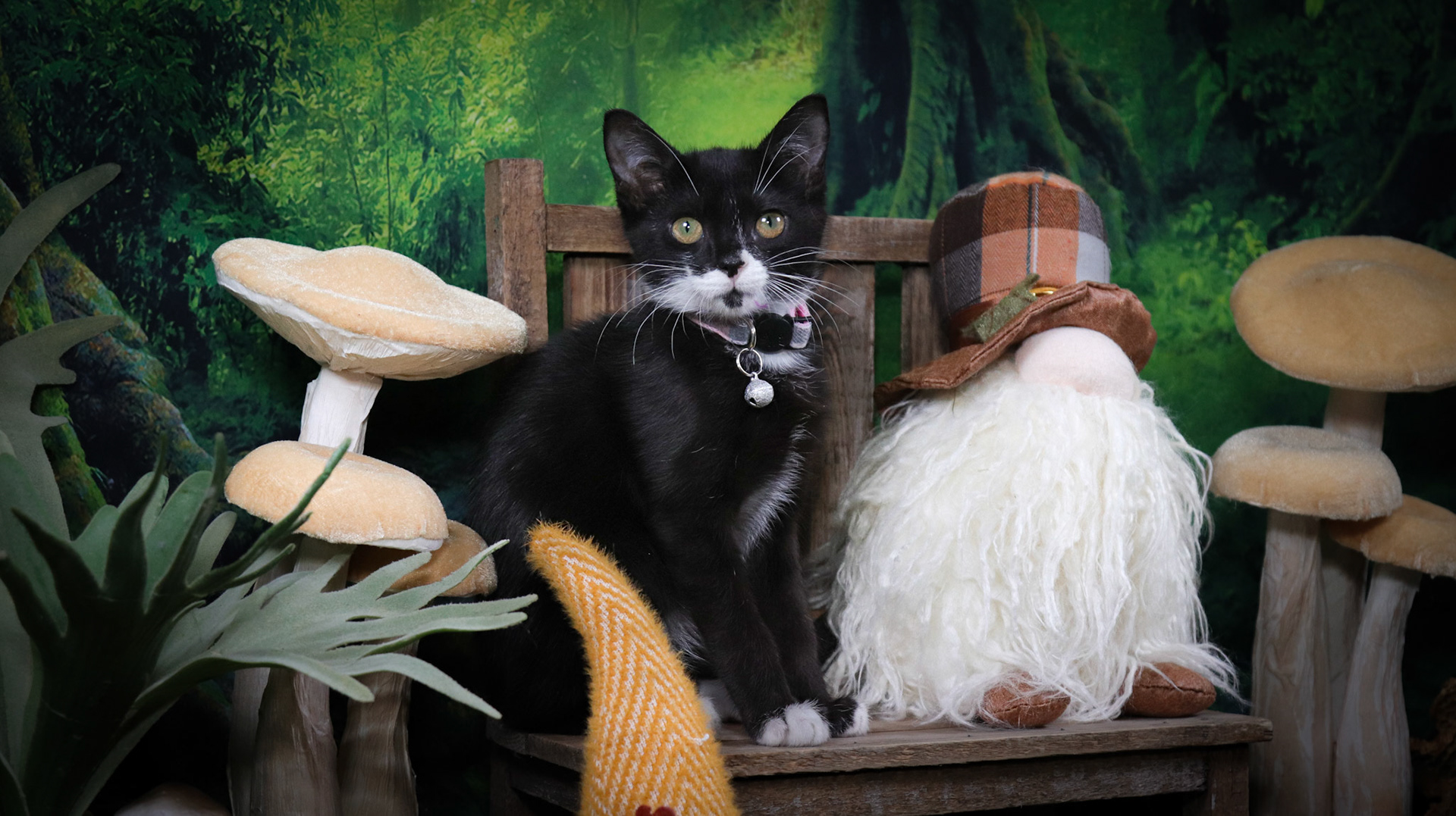 Enid (F-DSH-Black/White/Tuxie)