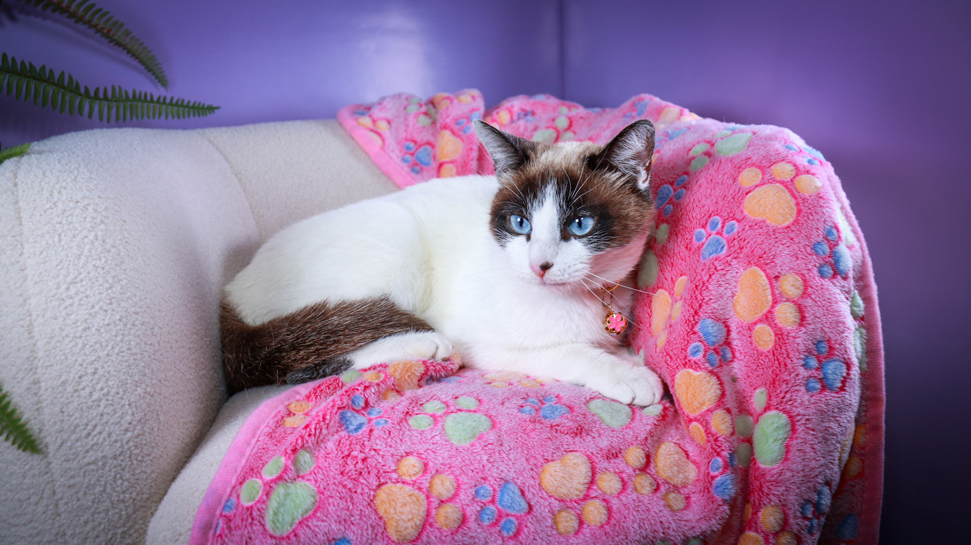 Kilala (F-DSH-Snow Shoe Siamese)