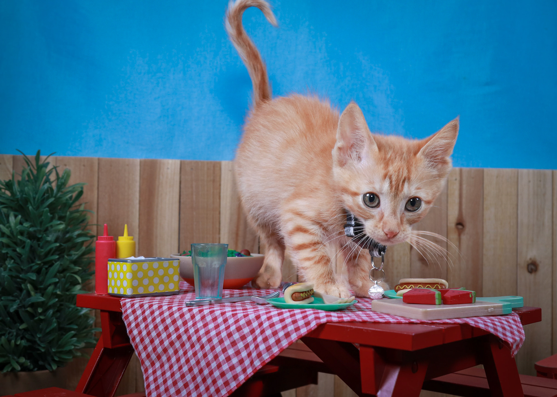 Tator Tot(M-DSH-Ginger)