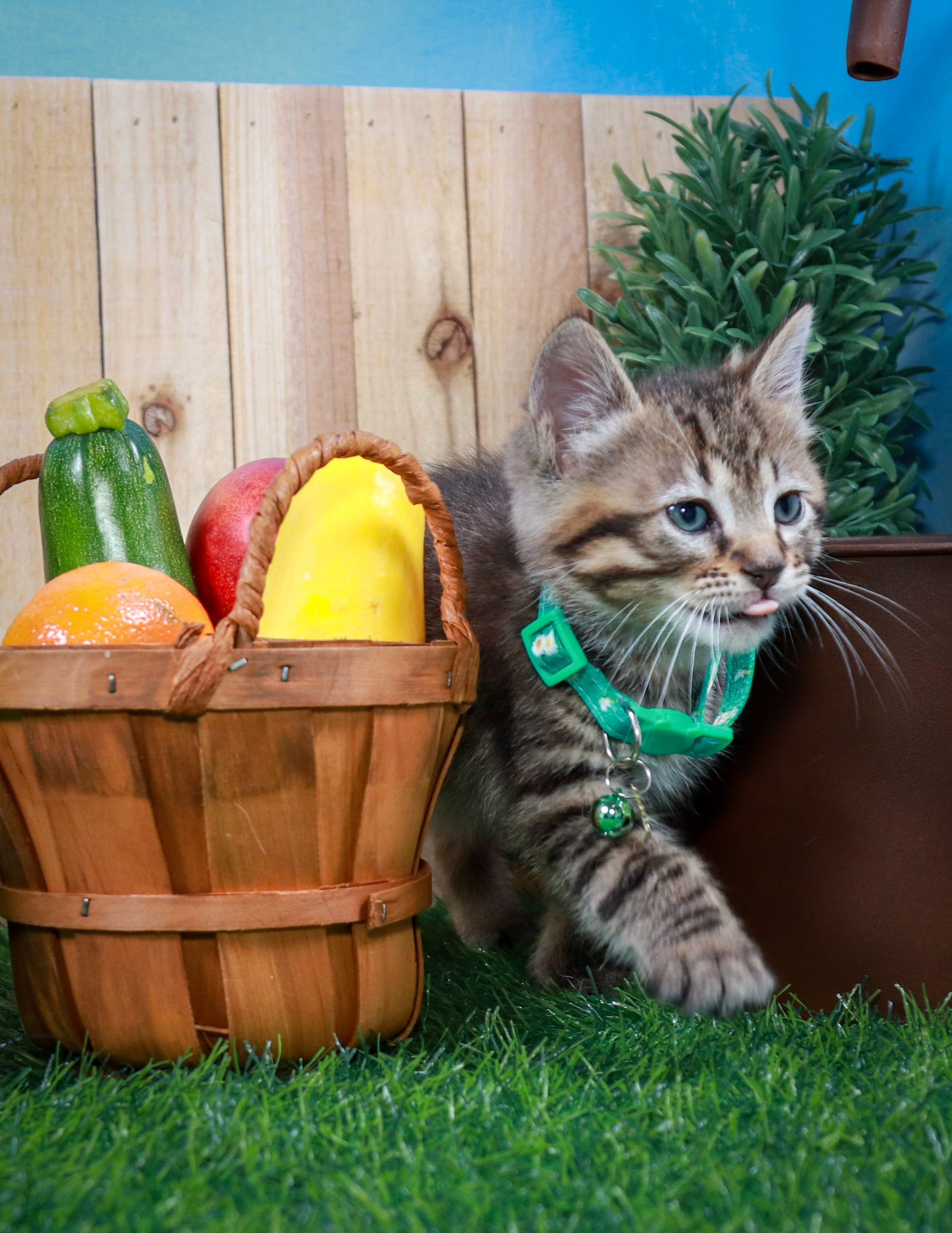 Clover (F-DSH-Black), Walter (M-DSH-Tabby)