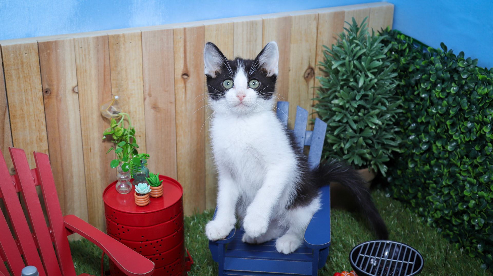 Phineas (M-DSH-Black/White/Tuxie)