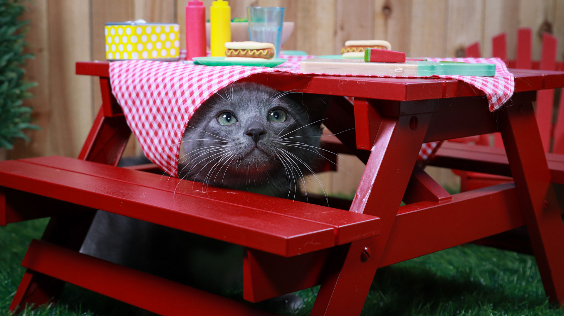 Hematite (F-DSH-Grey/White/Tuxie)