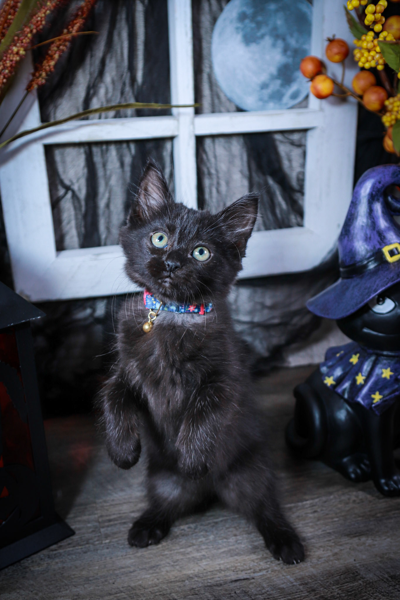 Boo (F-DLH-Black)