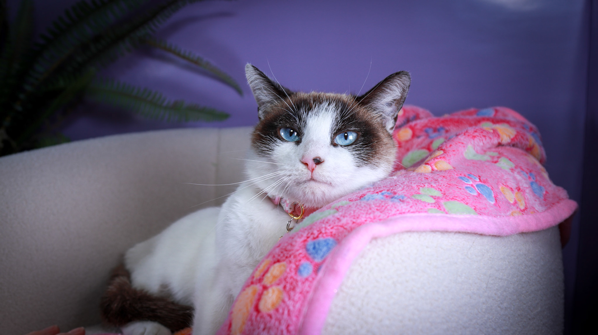 Kilala (F-DSH-Snow Shoe Siamese)