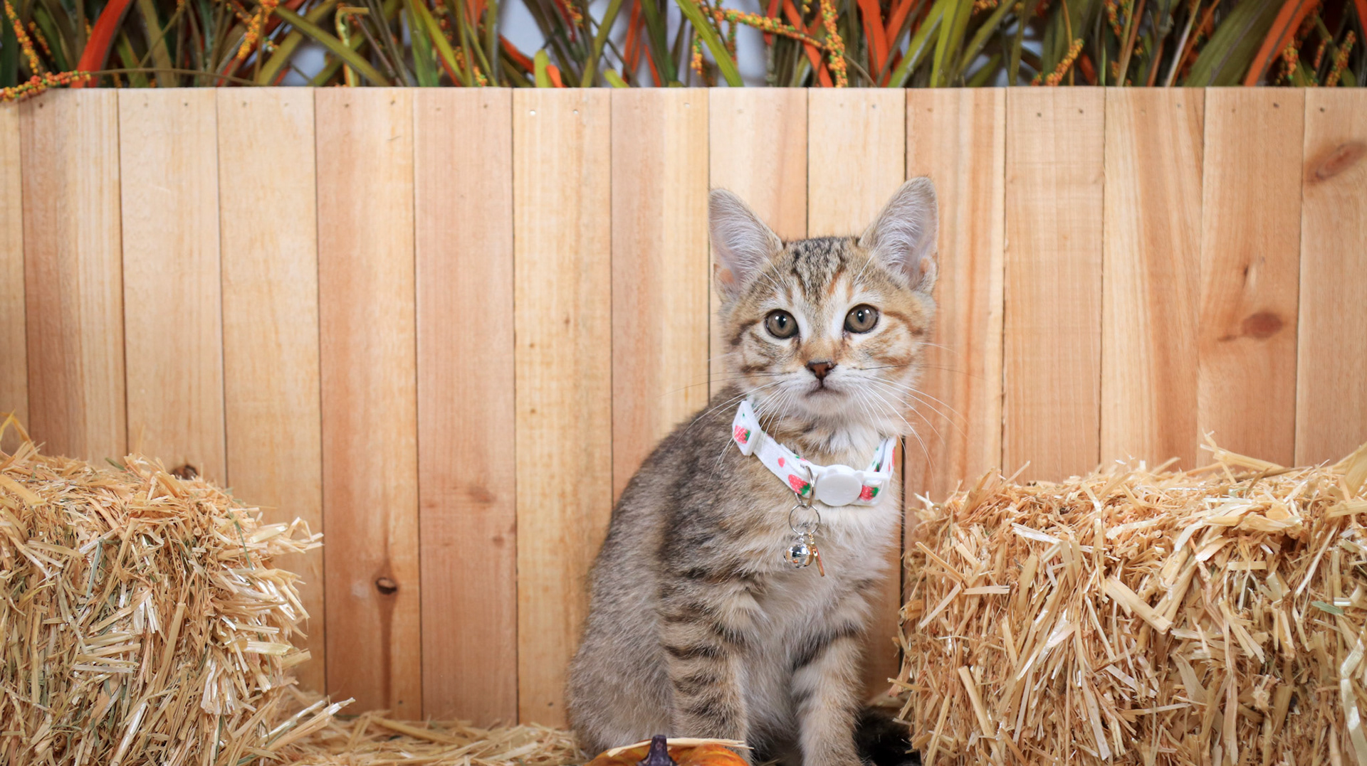 Furrari (F-DSH-Tabby)