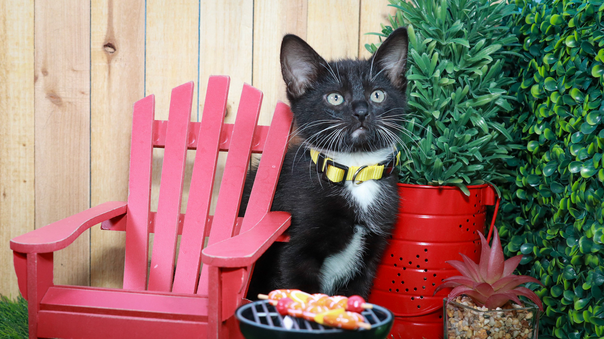 Onyx (F-DSH-Black/White/Tuxie)
