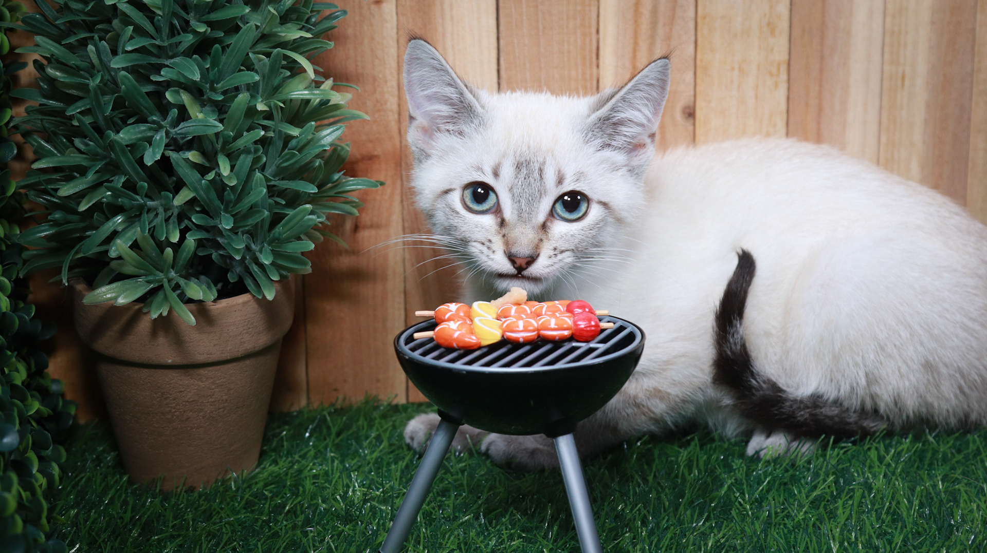 Cocoa Puff (M-DSH-Lynx Point Siamese)
