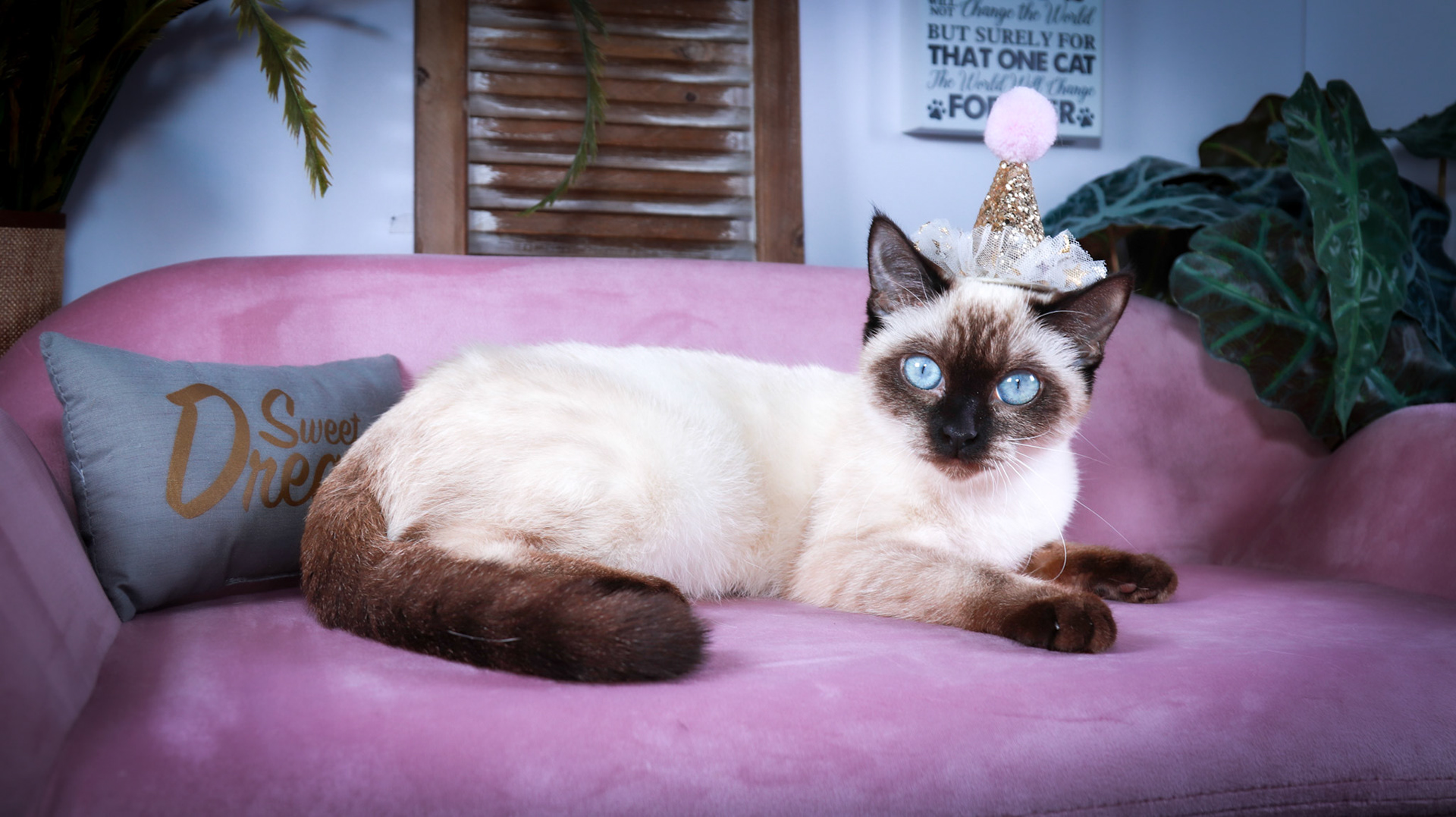 Meci (F-DSH-Seal Point Siamese)