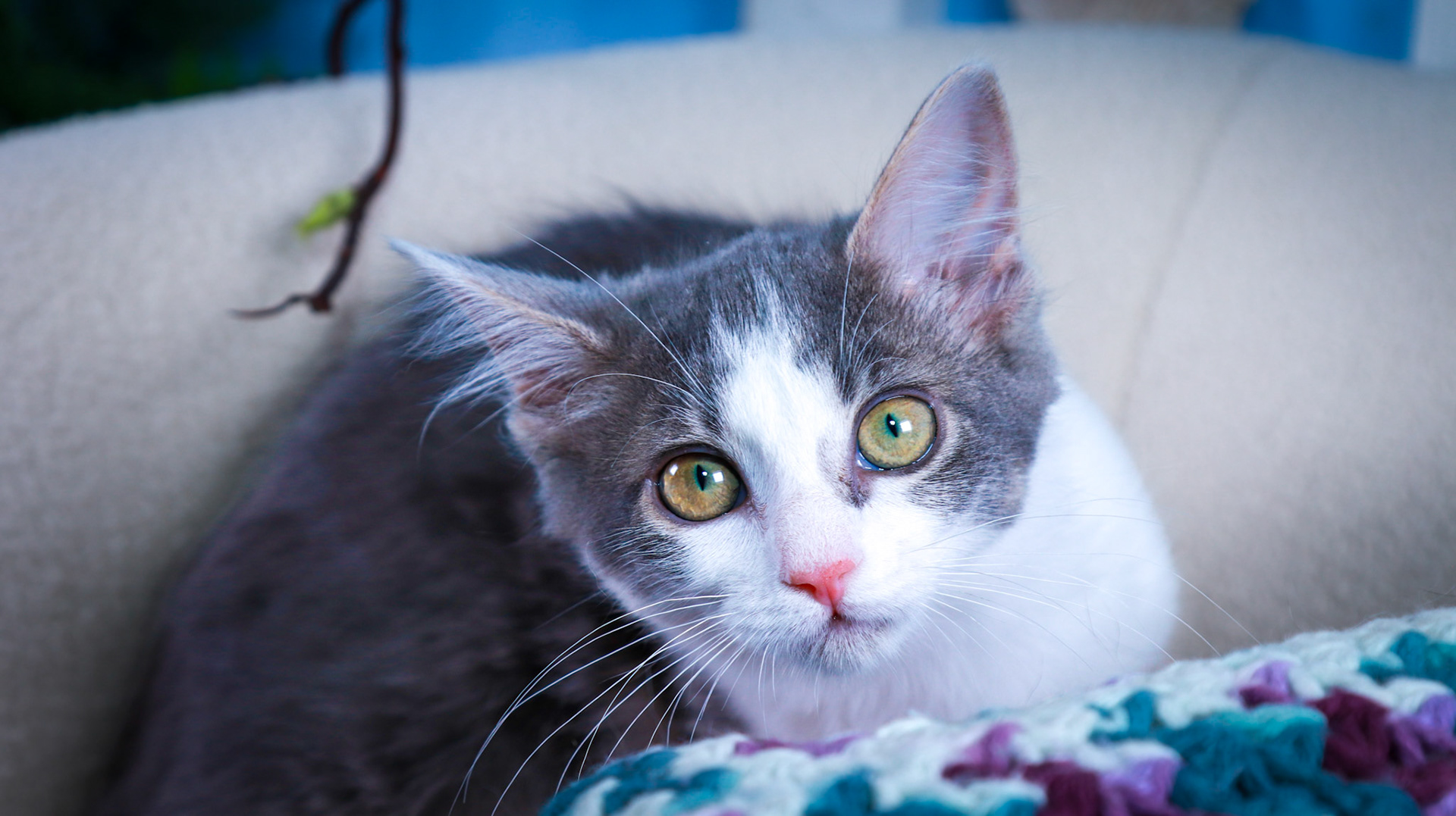 Scarlet (F-DSH-Gray/White)