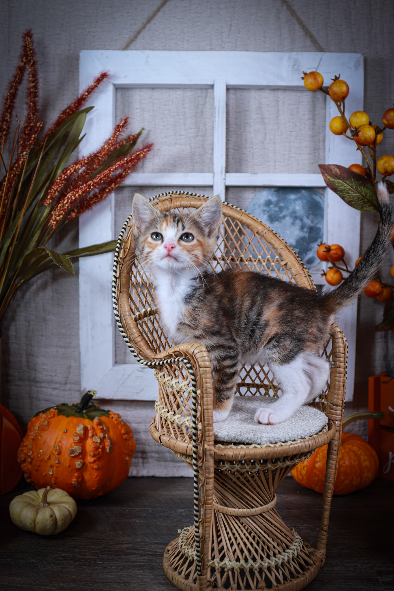 Donna (F-DSH-Calico)