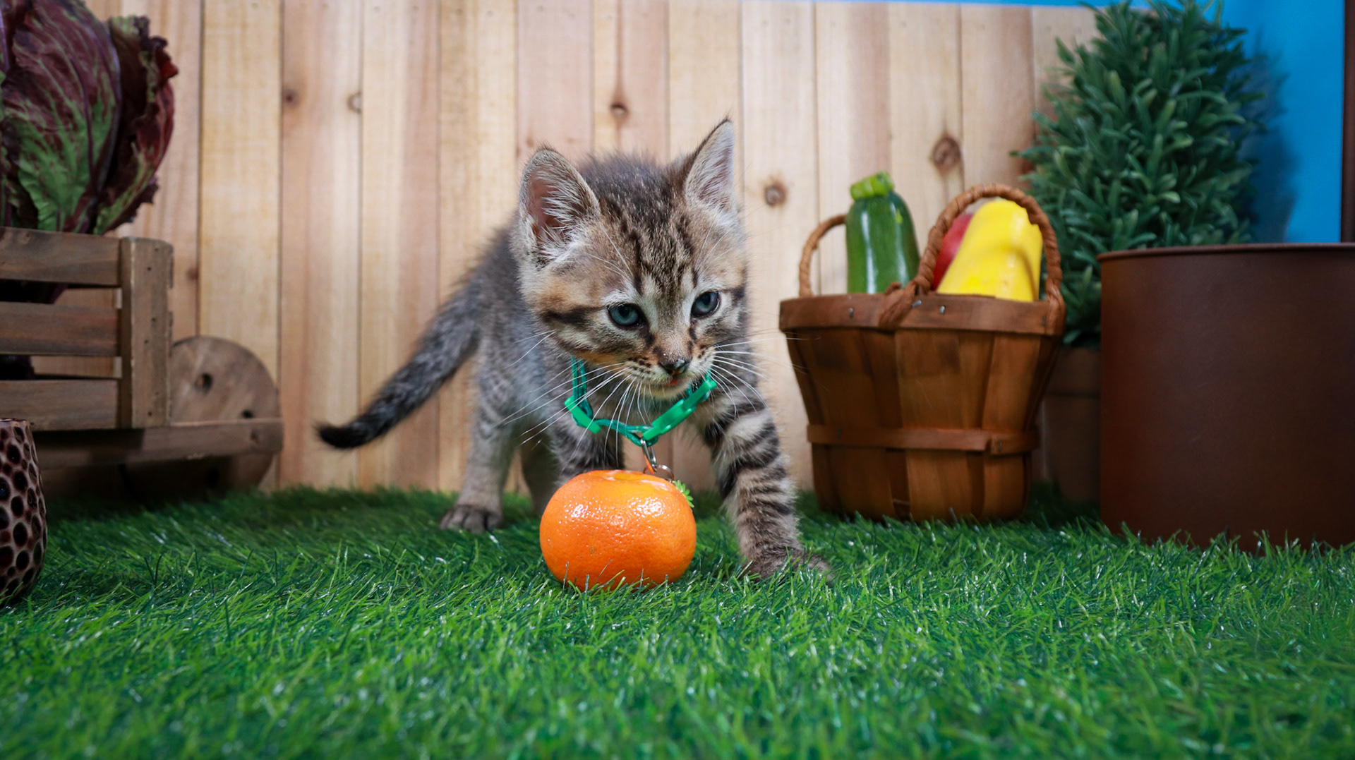 Walter (M-DSH-Tabby)