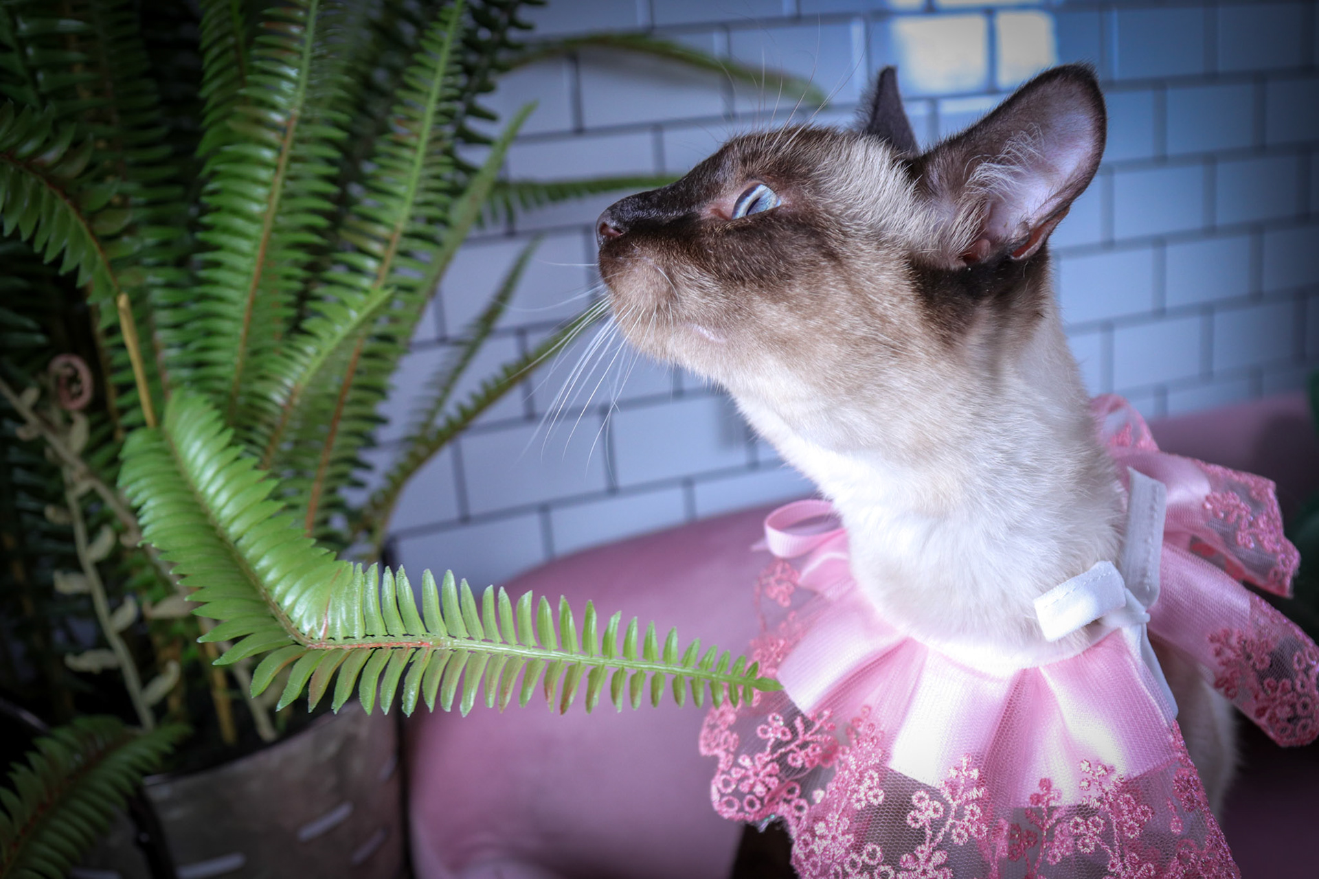 Lenore (F-DSH-Seal Point Siamese)